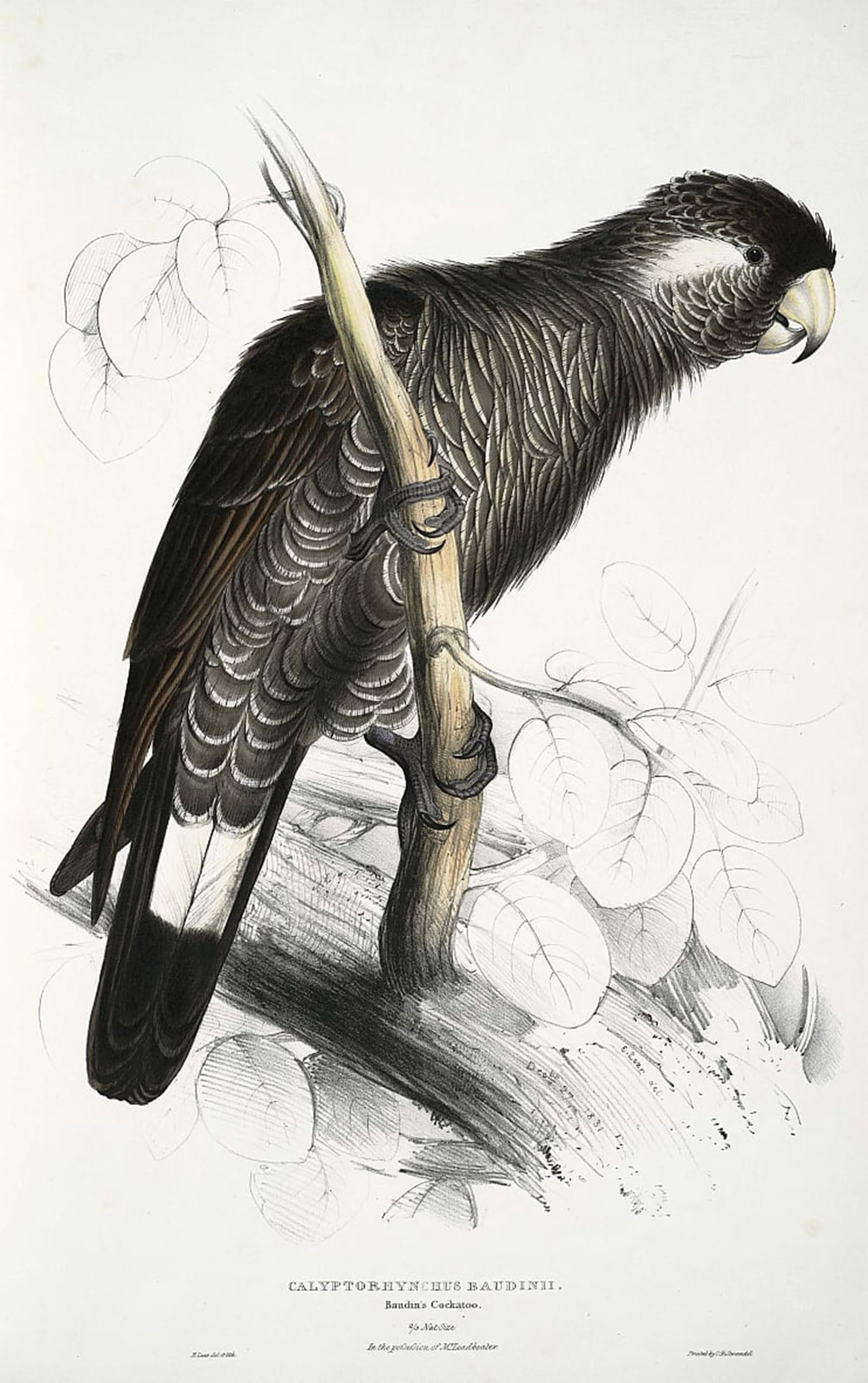 POSTERIIk Famous Modern Artwork Art Mural Calyptorhynchus by Edward Leaars Oil Paintings Pictures for Home Decor 60x90cm