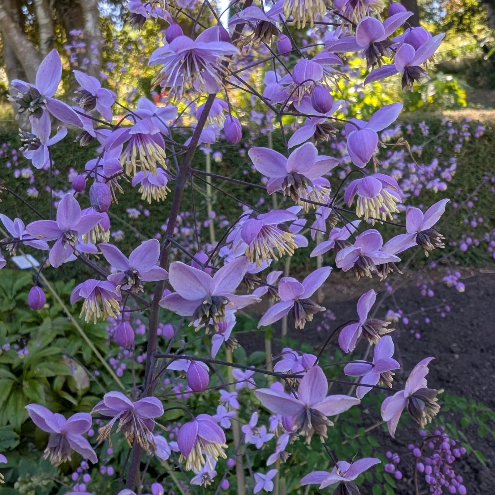 Plant World Seeds - Thalictrum Mix Seeds (Perennial Flower Seeds)