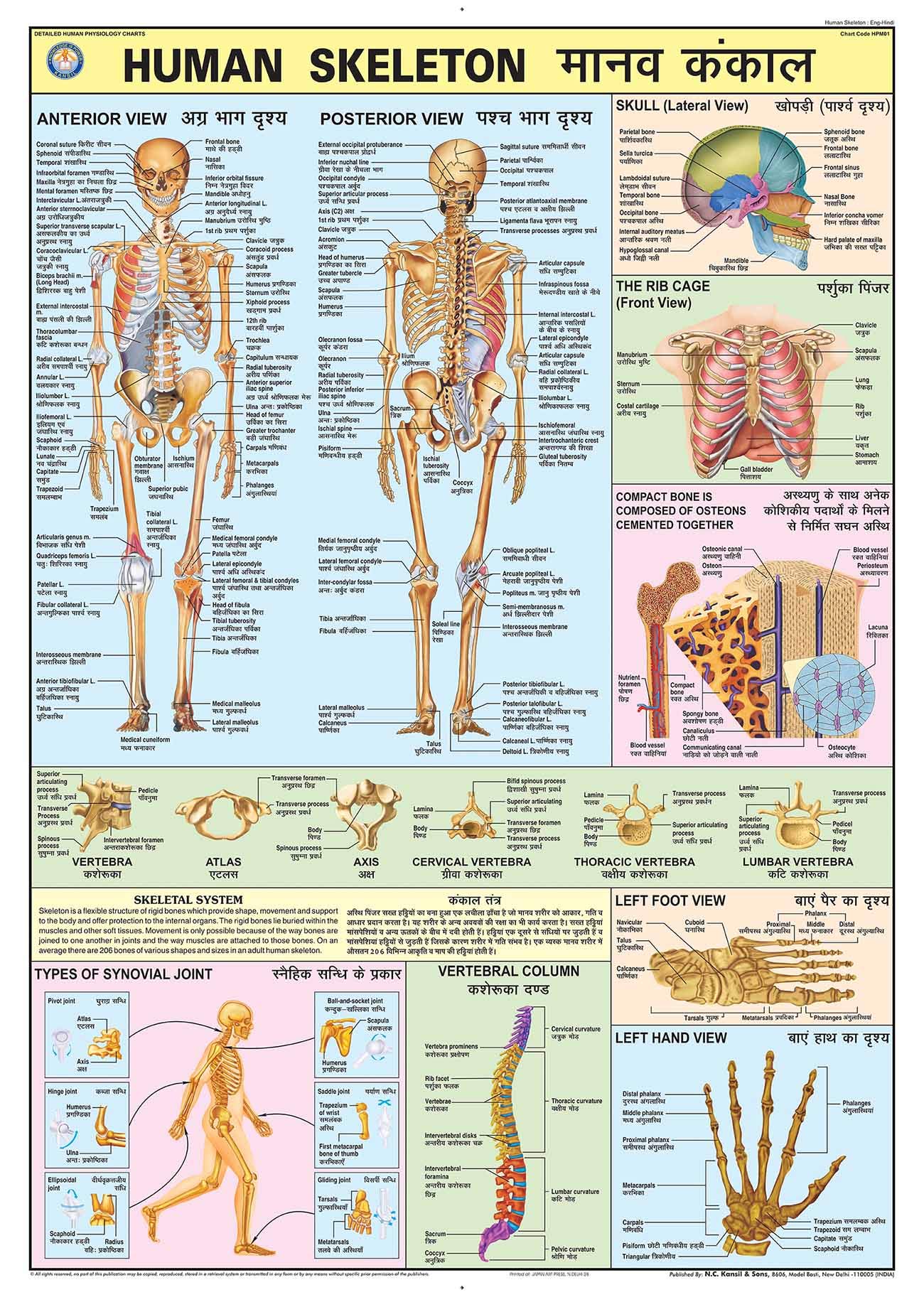 TeachingNest | Human Skeleton Chart 70x100 cm | English & Hindi Combined | Human Physiology Chart | Laminated | Wall Sticking