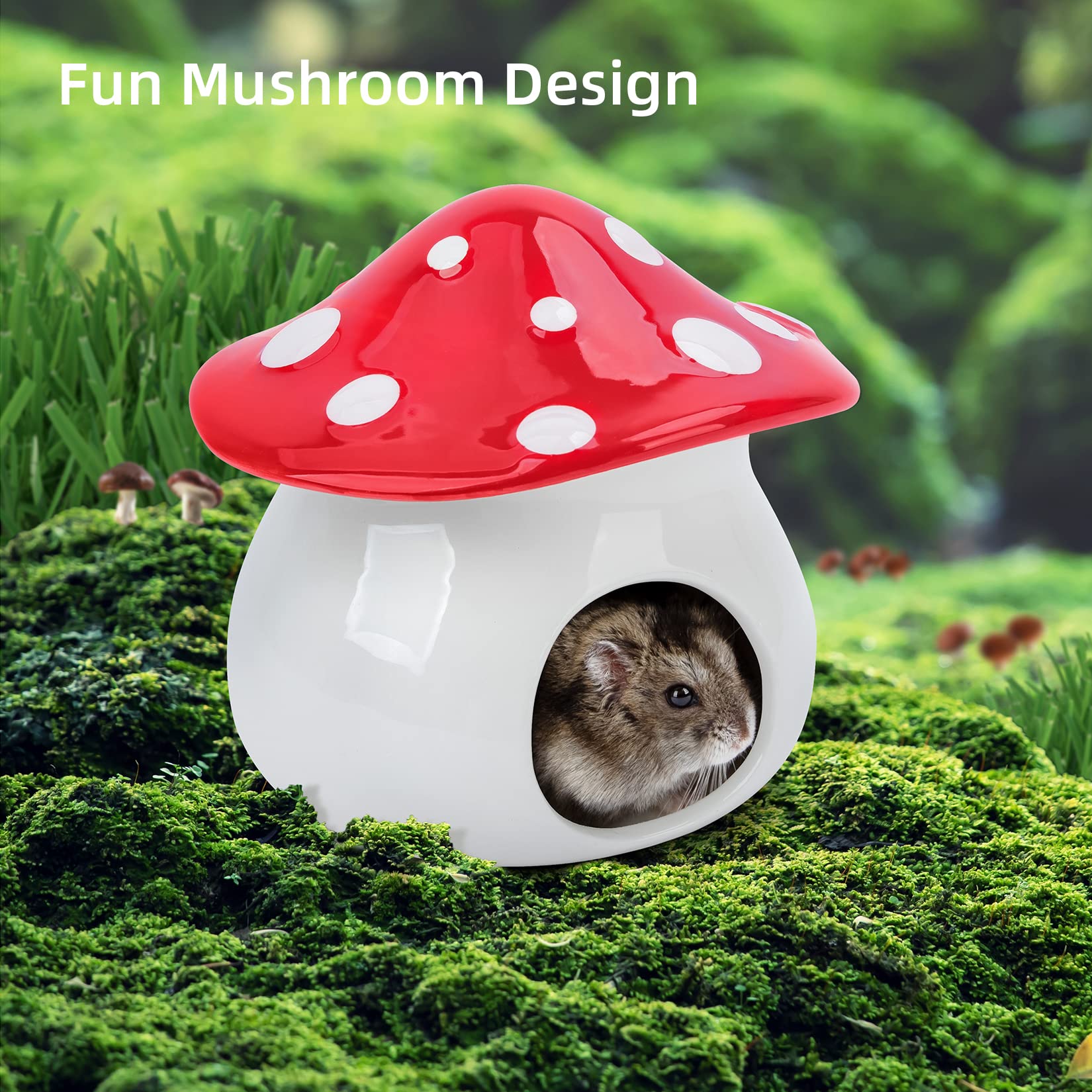 https://m.media-amazon.com/images/I/81qc31RWXTL.jpg