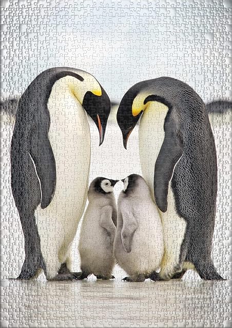 Foto 2 de 6 de Ulmer Puzzleschmiede - Puzzle Familia - Puzzle clásico de 1000 Piezas - Pingüinos como Foto de Animal Original