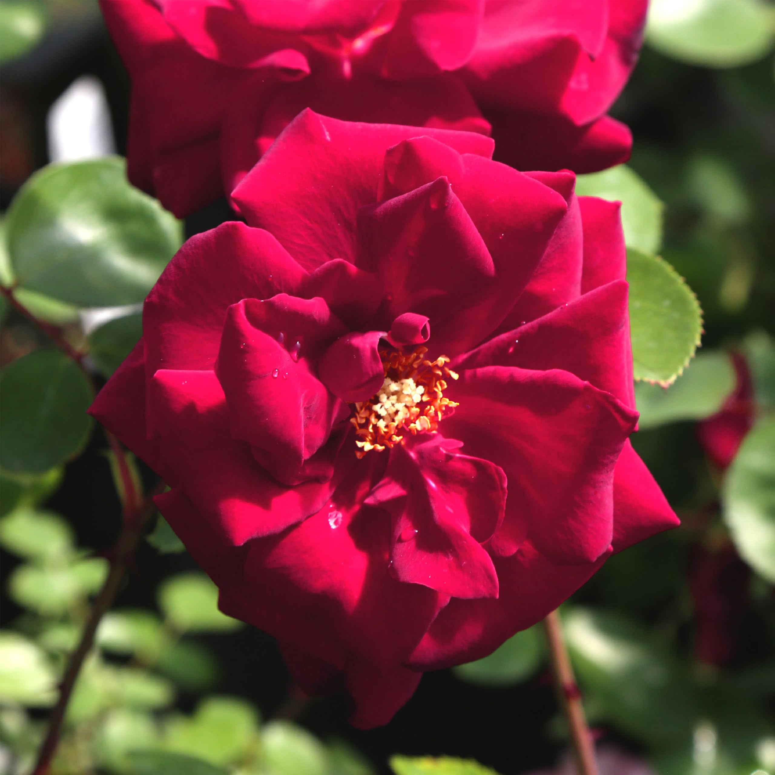Heirloom Climbing Roses Blaze