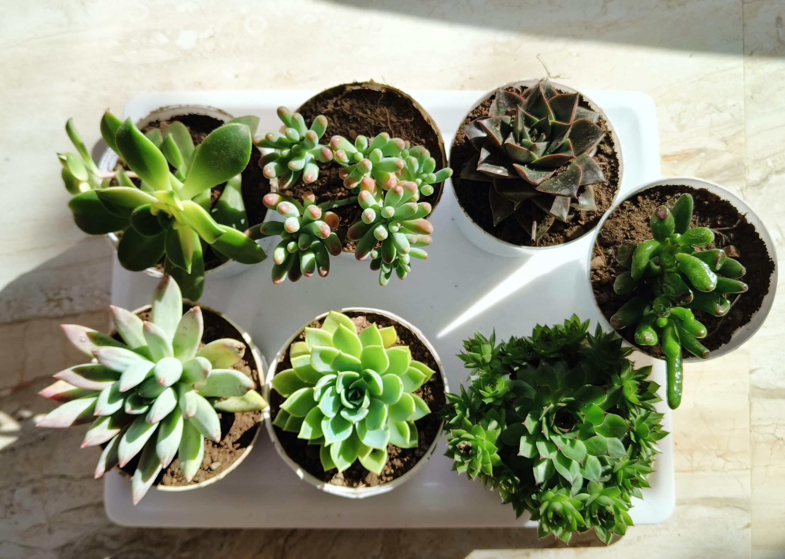 Tofoh Assorted succulents set of 7 (Bare Rooted), Live succulent plants, succulent plants combo (B0CQMF8GBJ) Amazon Price History, Amazon Price Tracker