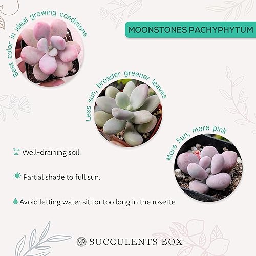 Miniatura 9 de Moonstones Pachyphytum 2 pulgadas - Suculenta saludable, rara e inusual, viva de fácil cuidado, planta interior de casa, totalmente arraigada en