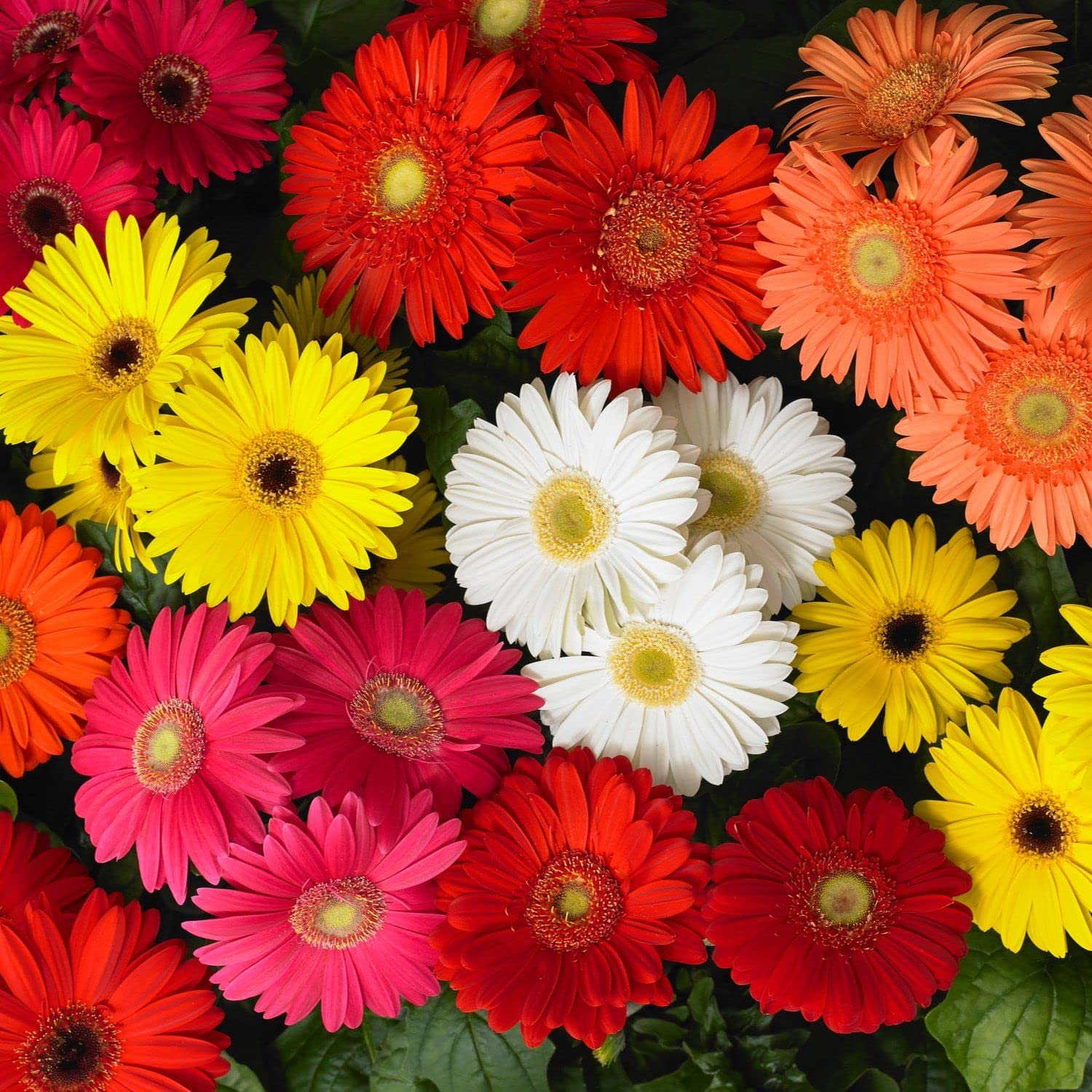 Zabbus Seeds Gerbera Mixed Colour Flower Seeds Hybrid F1 Seeds for Home Garden All Season (20 Seed)-image-48