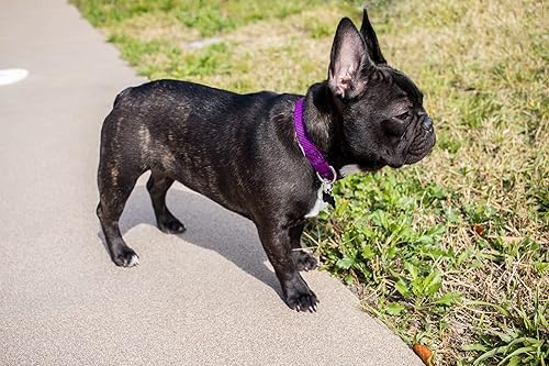 Miniatura 2 de Country Brook Petz  Collar de nailon premium para perro con hebilla de metal  Vibrante selección de 25 colores, Púrpura