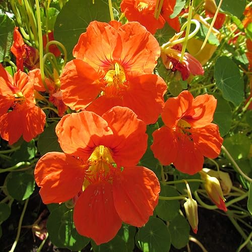 Miniatura 2 de Outsidepride 200 semillas anuales de capuchina naranja Cimbing Vine Flower Seeds para plantar