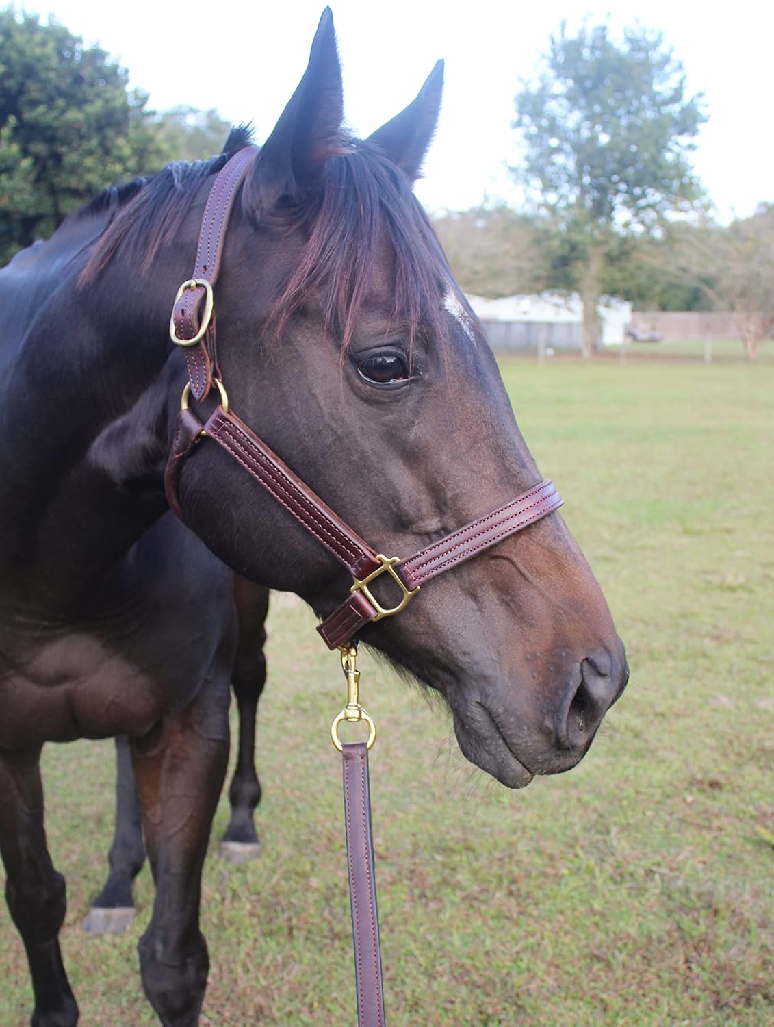 Double Leather Lead, Double Leather Shank, Double Leather Lead with Snap, Leather Lead for Horses, Custom Double Leather Lead (Double Leather Lead with Snap)
