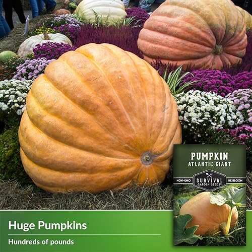 Miniatura 3 de Atlantic - Semillas de calabaza gigante para plantar, 1 paquete con instrucciones para plantar y cultivar calabazas extremadamente grandes