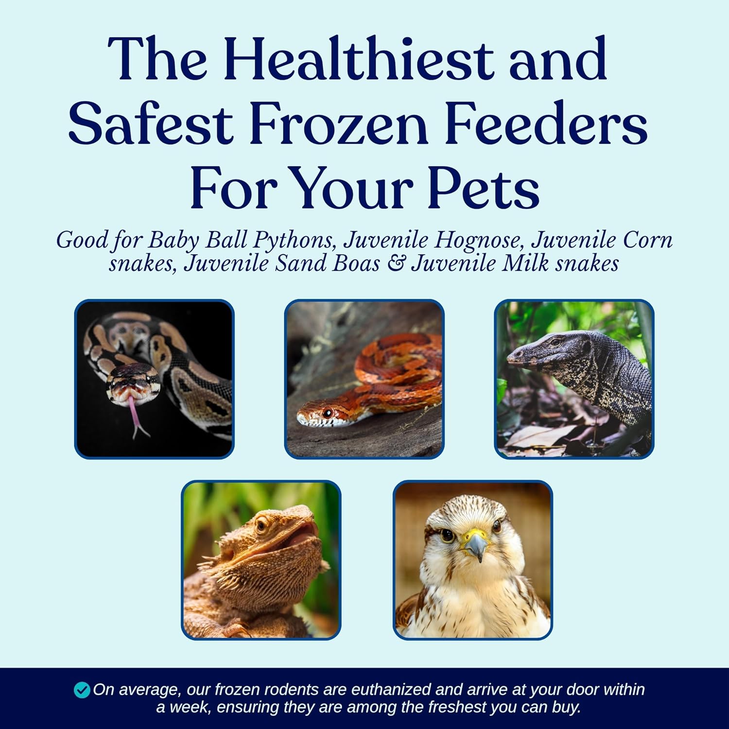 MiceDirect 15 Frozen Rat Fuzzies Feeders Snake Food for Adult Corn Snakes Ball Pythons (2-2.5 in)(Pack of 15)(135 Grams Min)