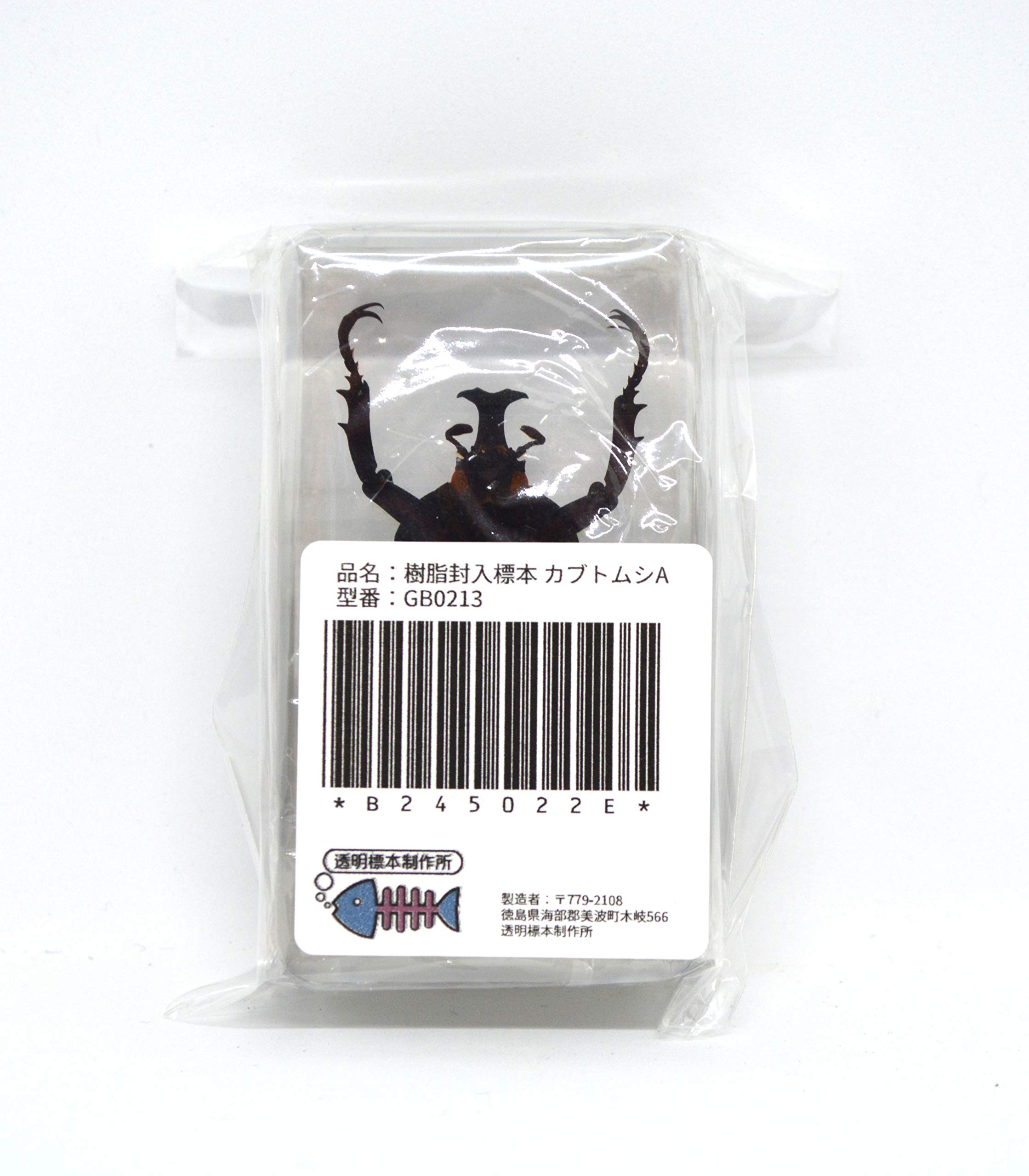 Amazon.co.jp: [透明標本制作所]樹脂封入 標本 カブトムシ Aタイプ