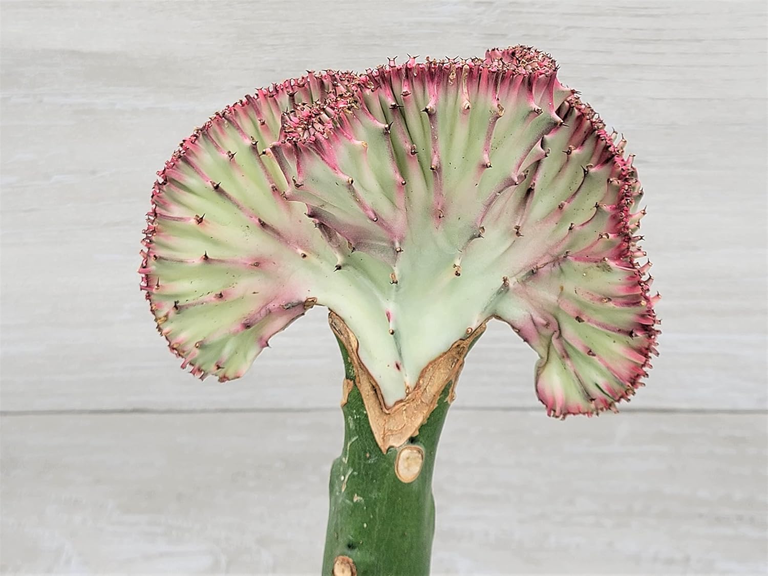 Hot Pink Euphorbia Lactea Cristata in 4 inch Pot,Coral Cactus, Very Hard to Find Crested Cactus by 3exoticgreen