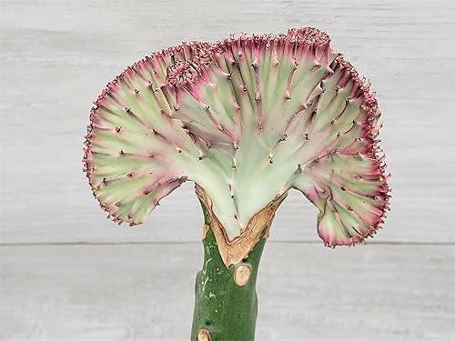 Miniatura 2 de Hot Pink Euphorbia Lactea Cristata en maceta de 4 pulgadas, cactus coral, muy difícil de encontrar cactus crestado por 3exoticgreen