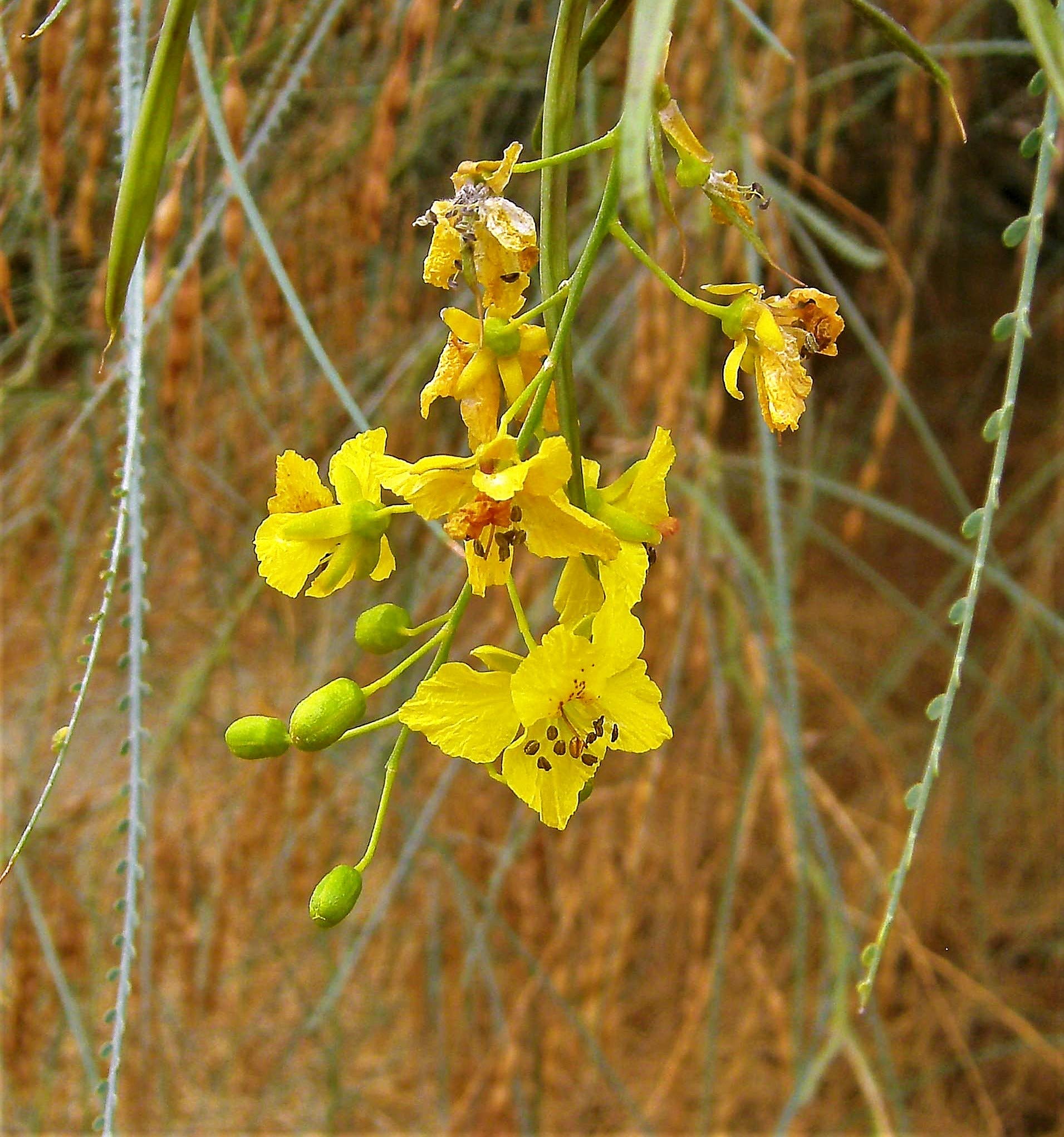 Parkinsonia The Jerusalem Thorn. Attractive Desert Tree Seeds. 20 per Pack