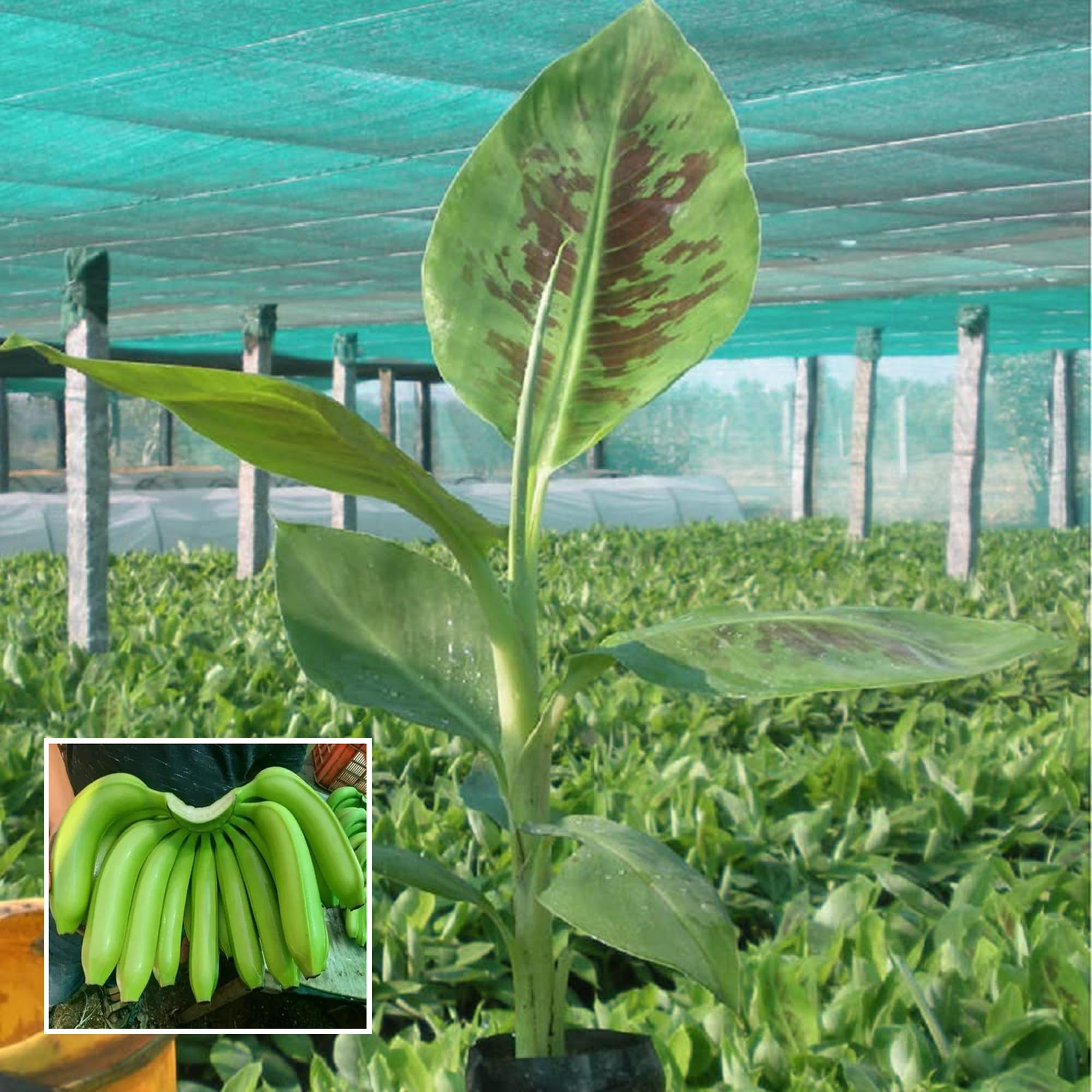 HAPING Grand Naine G9 Banana Tissue Caltured Fruit Fruit Live Plant (1.5-2 Feet Height) (B0CV4XJHB8) Amazon Price History, Amazon Price Tracker