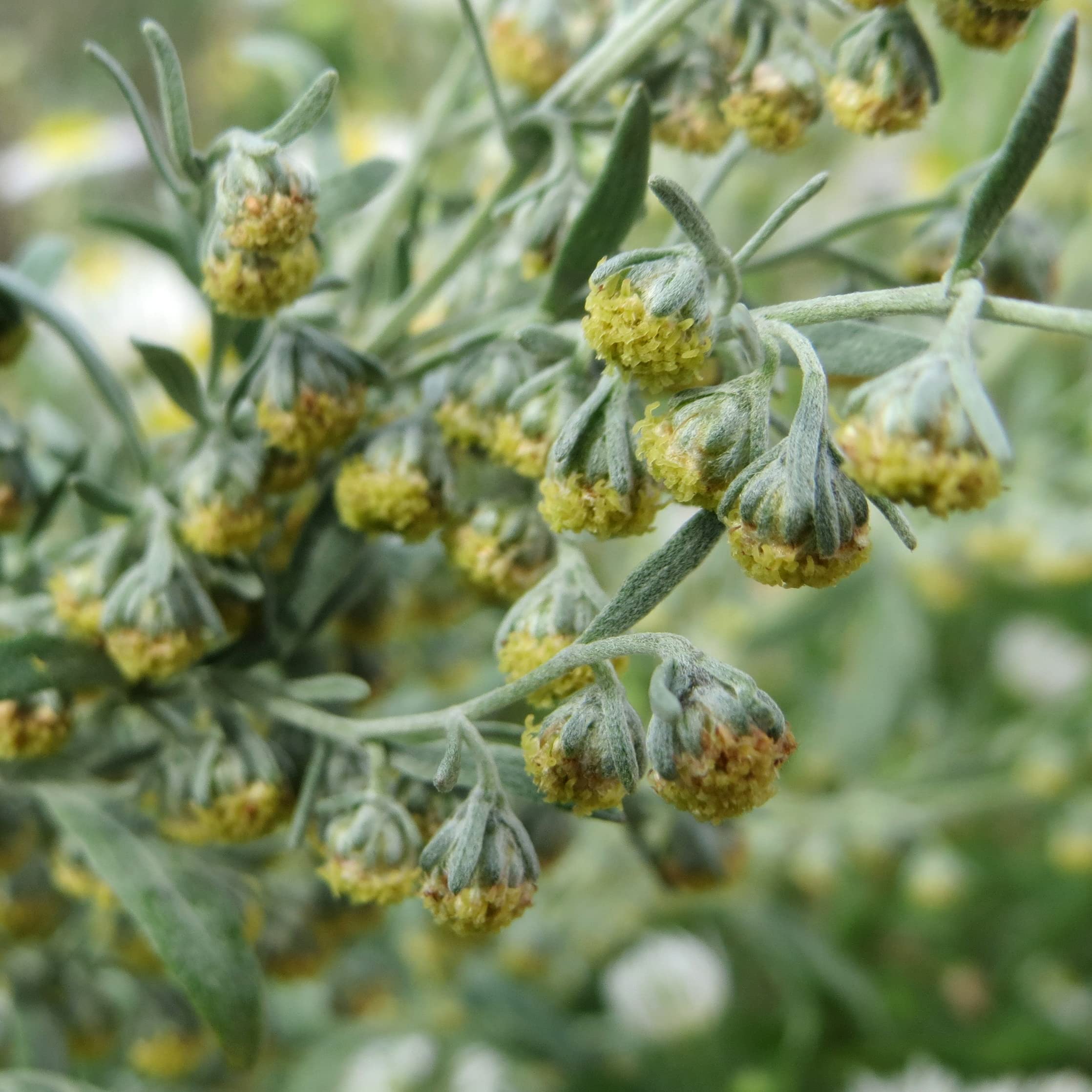 Piołun (Artemisia absinthium) - ok. 4000 nasion