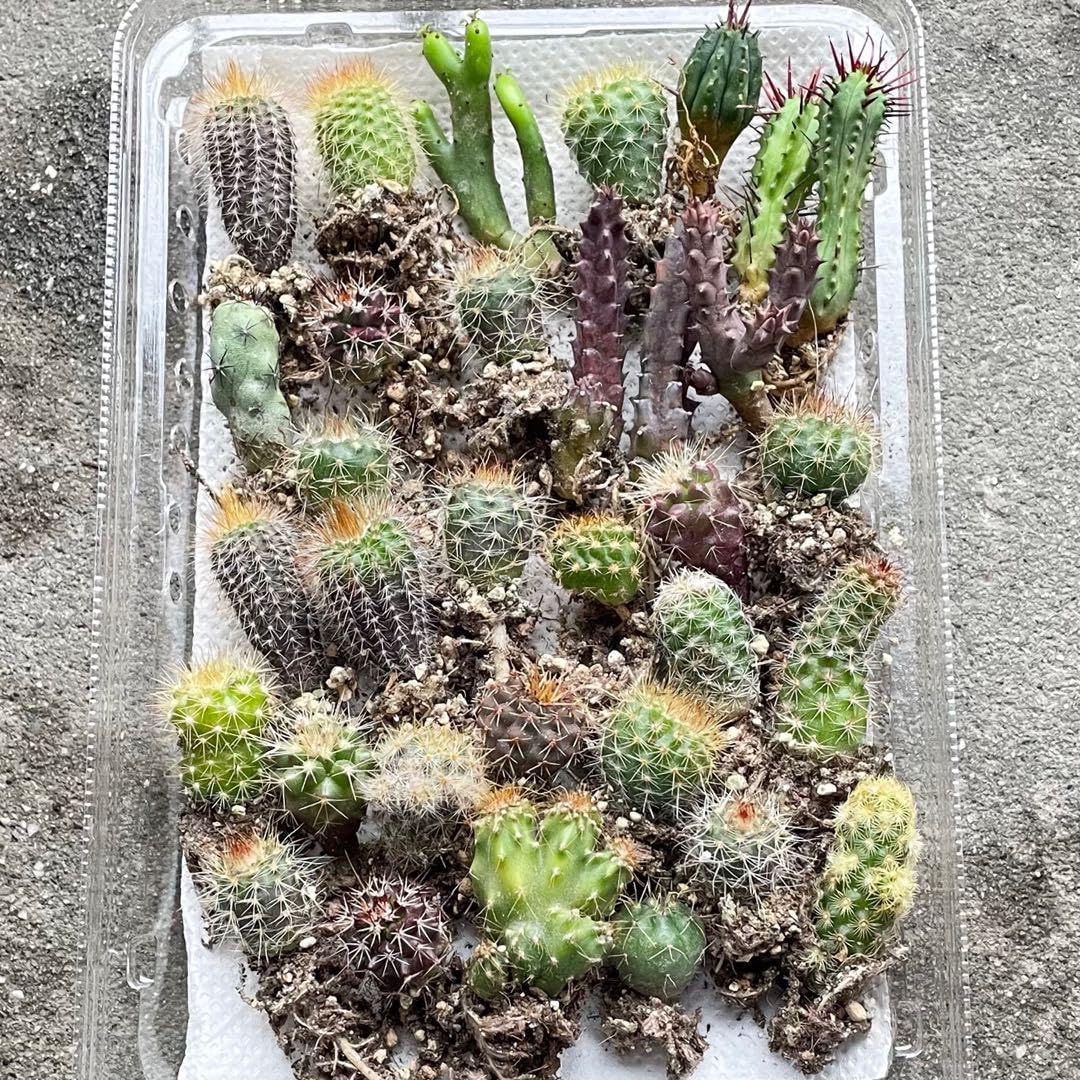 ミニサボテンセット…大小色々30個以上入ってます 楽天市場】サボテン