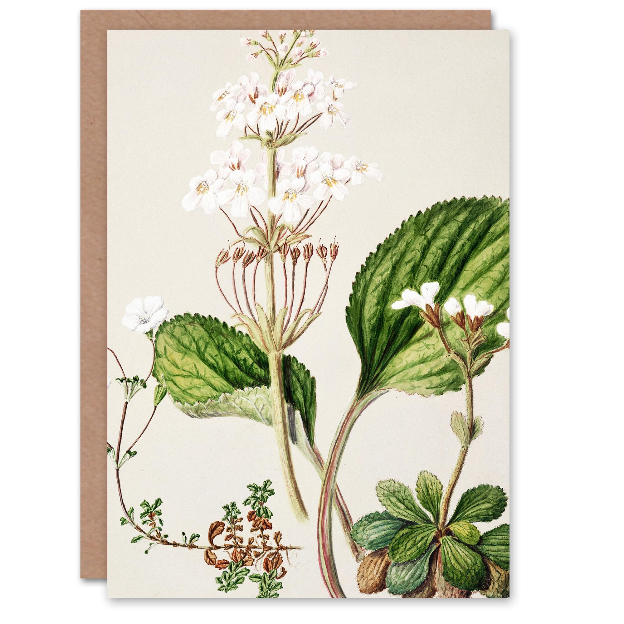 Artery8 Sarah Featon Art Card New Zealand Ourisia Flowering Plant