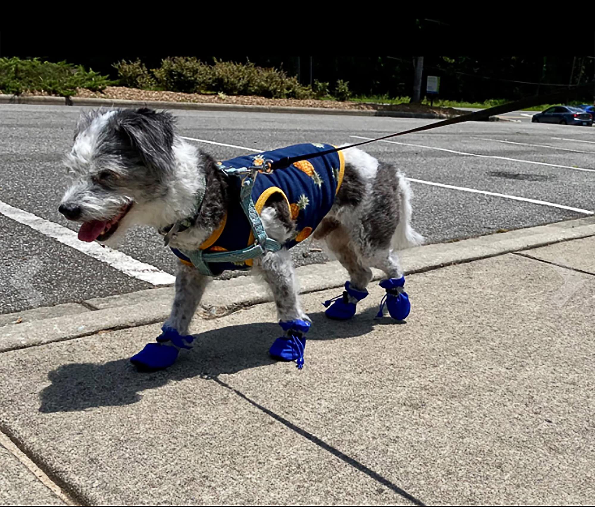 YAODHAOD Dog Shoes, Non-Slip Dog Boots, Paw Protection - Image 3