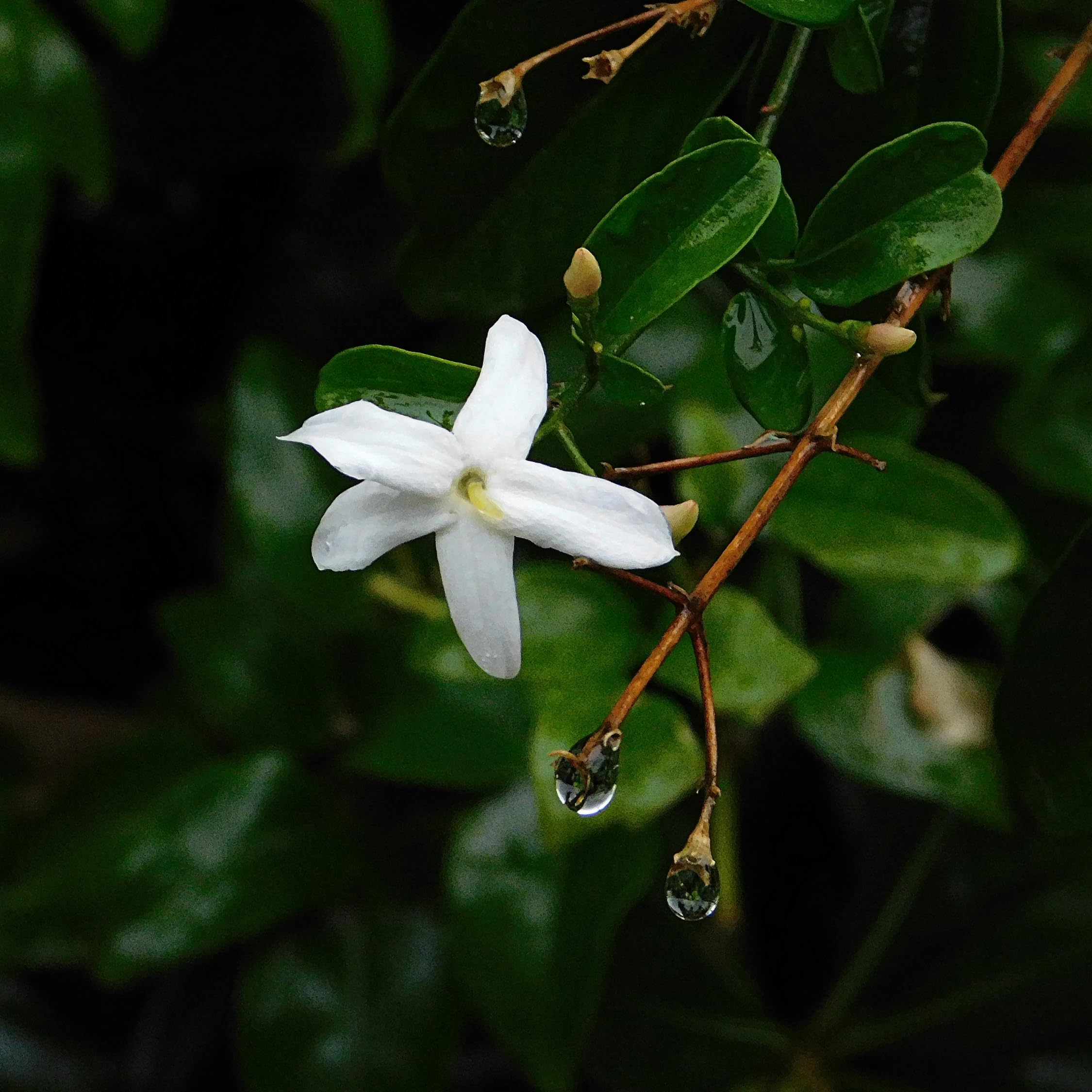 Plant in a Box - Jasminoides 'Officinale' - Set de 3 - Jasmin plante etoile grimpant - Fleurs blanc - Pot 9cm - Hauteur 25-40cm