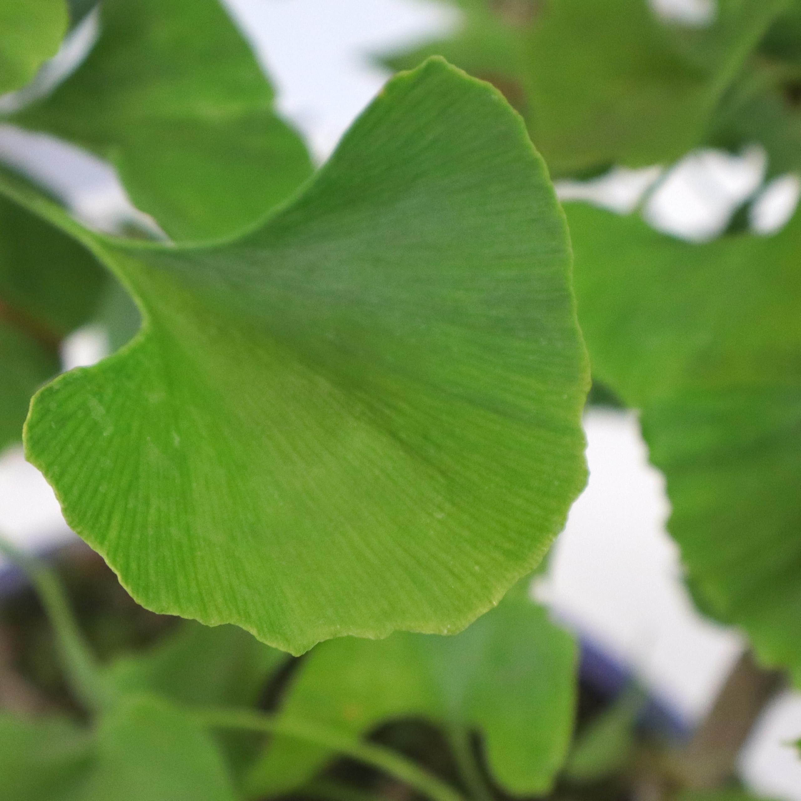 KENTIS - Bonsái Ginkgo Biloba en Arbolado Con 3 Plantas - Bonsái Auténtico Para Exterior - Altura 45/50 cm Maceta Ø 33 cm