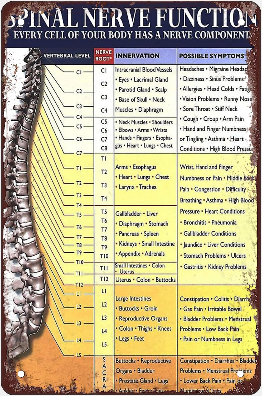 Pibonto Women's Wall Art Spinal Nerve Function Metal Signs Vintage Office Decor Chiropractor Knowledge Tin Poster Home Hospital Wall Decoration Plaque Gift For Men 8X5.5 Inch Plaque Tin Sign