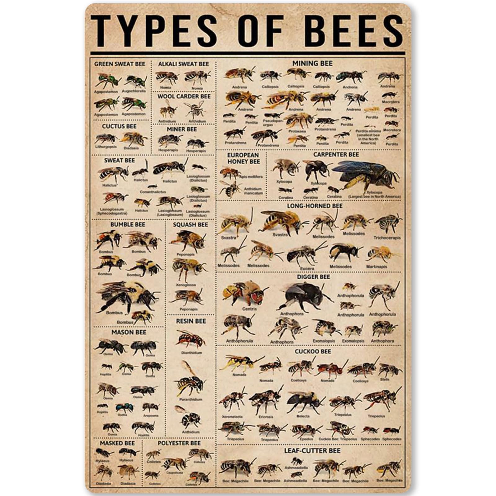 Peiyeety 7Q-68 Types Of Bees Metal Tin Signs Bees Knowledge Retro Poster Information Popular Science Educational Charts Wall Plaques Decor For Home Classroom Room Office 8X12 Inch