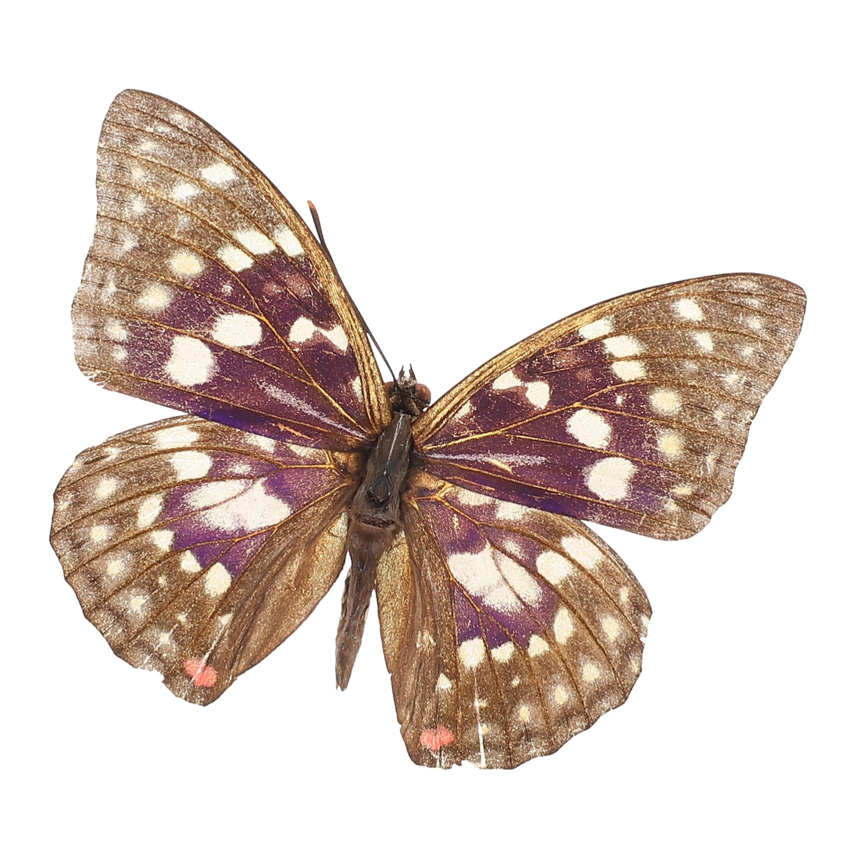 UPKOCH Butterfly Figurines Home Decor Real Butterfly Specimen Educational Biology Toys Entomology