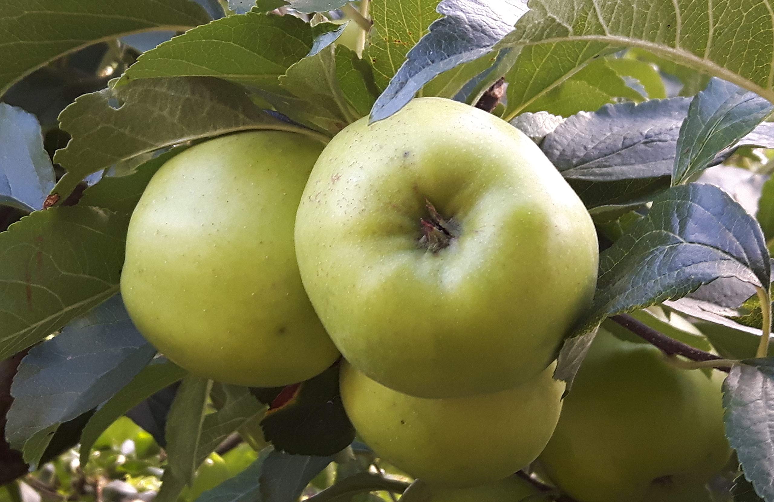 CORNWALLPLANTS Mixed Apple/Malus Seeds Freshly Mixed Variety Prepared 5 Seeds in Packet