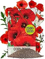 Seed Needs Corn Poppy Seeds for Planting Wildflower Seeds | 1.5 Ounce Papaver Rhoeas Annual Flower Seed Red Blooms | Produces Red Prolific Blooms an American Summer Favorite | Bulk