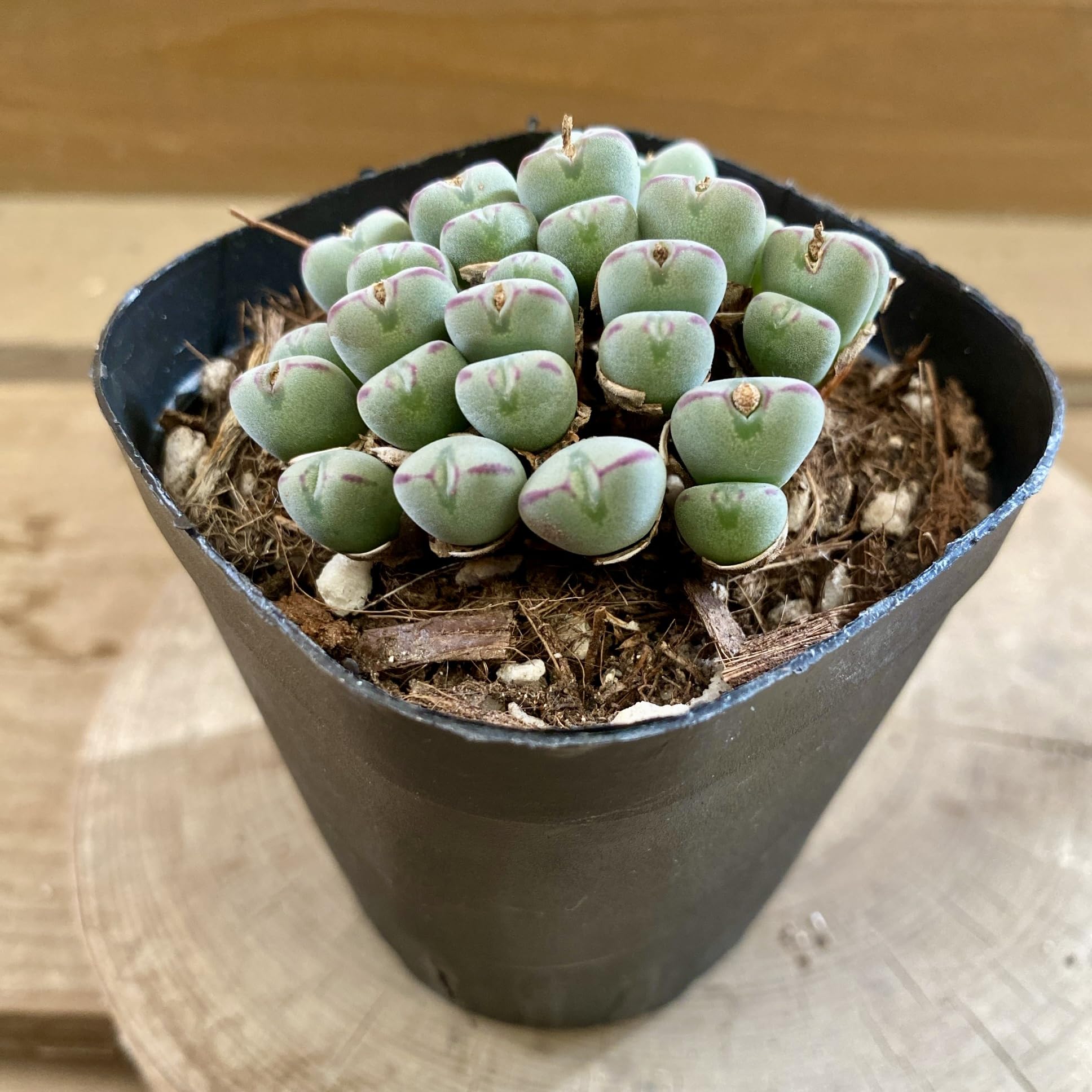 コノフィツム全書 Amazon｜多肉植物 メセン コノフィツム ビロブム 3号ポット