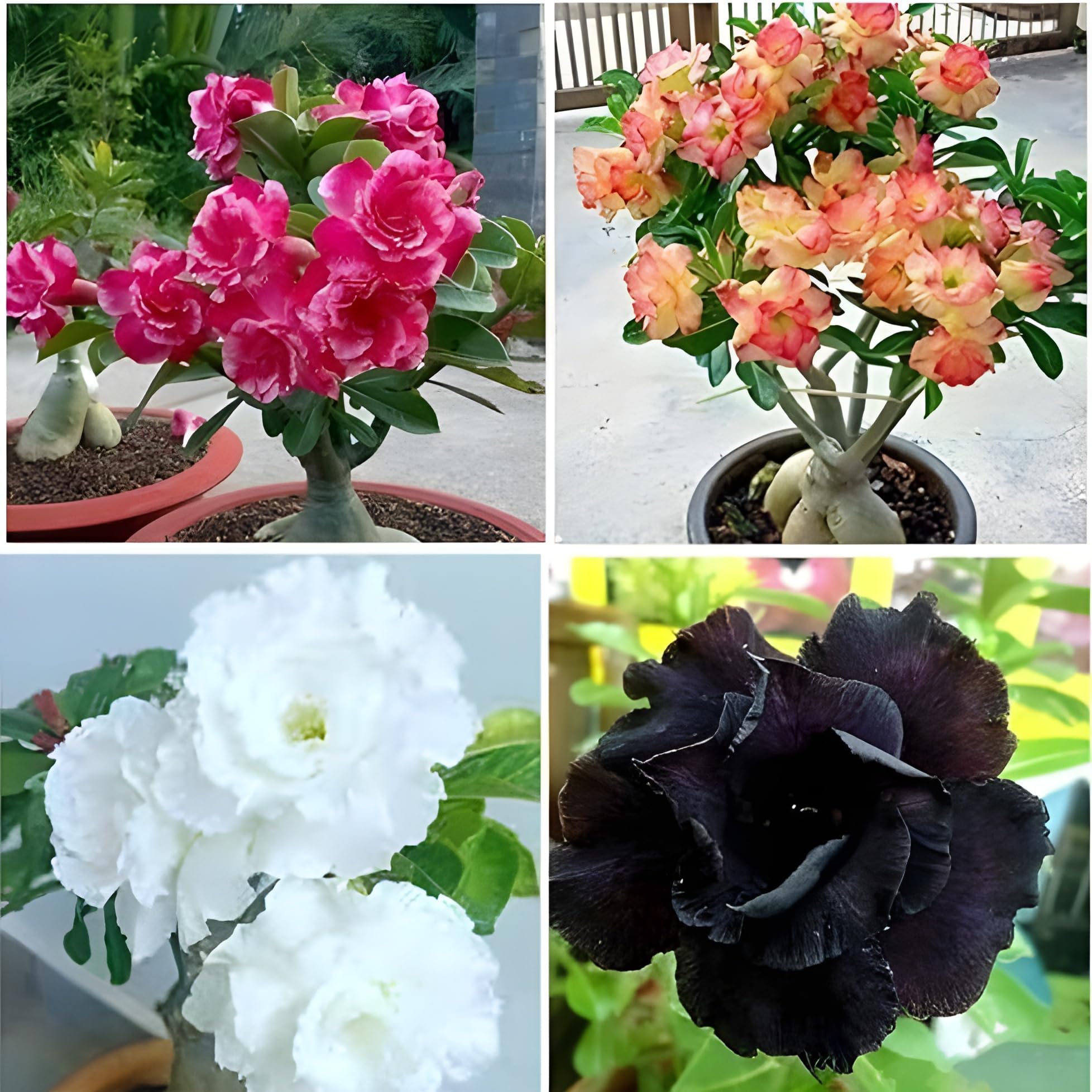 See full amazon price history chart for Petal Pulse Super Hybrid Adenium live plant Pack of 3 Different colour- Healthy Adenium live plant in Pot|Exotic Desert Rose Bundle | Colorful Flowering Succulents for Indoor & Outdoor Gardens Petal Pulse Super Hybrid Adenium live plant Pack of 3 Different colour- Healthy Adenium live plant in Pot|Exotic Desert Rose Bundle | Colorful Flowering Succulents for Indoor & Outdoor Gardens (B0D9SJHFR8) Amazon Price History, Amazon Price Tracker
