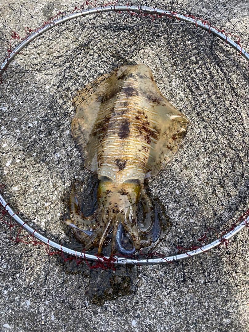 エギングセット 21エメラルダスmx 20ルビアス ヤマシタ エギ王 VQAWJBGI