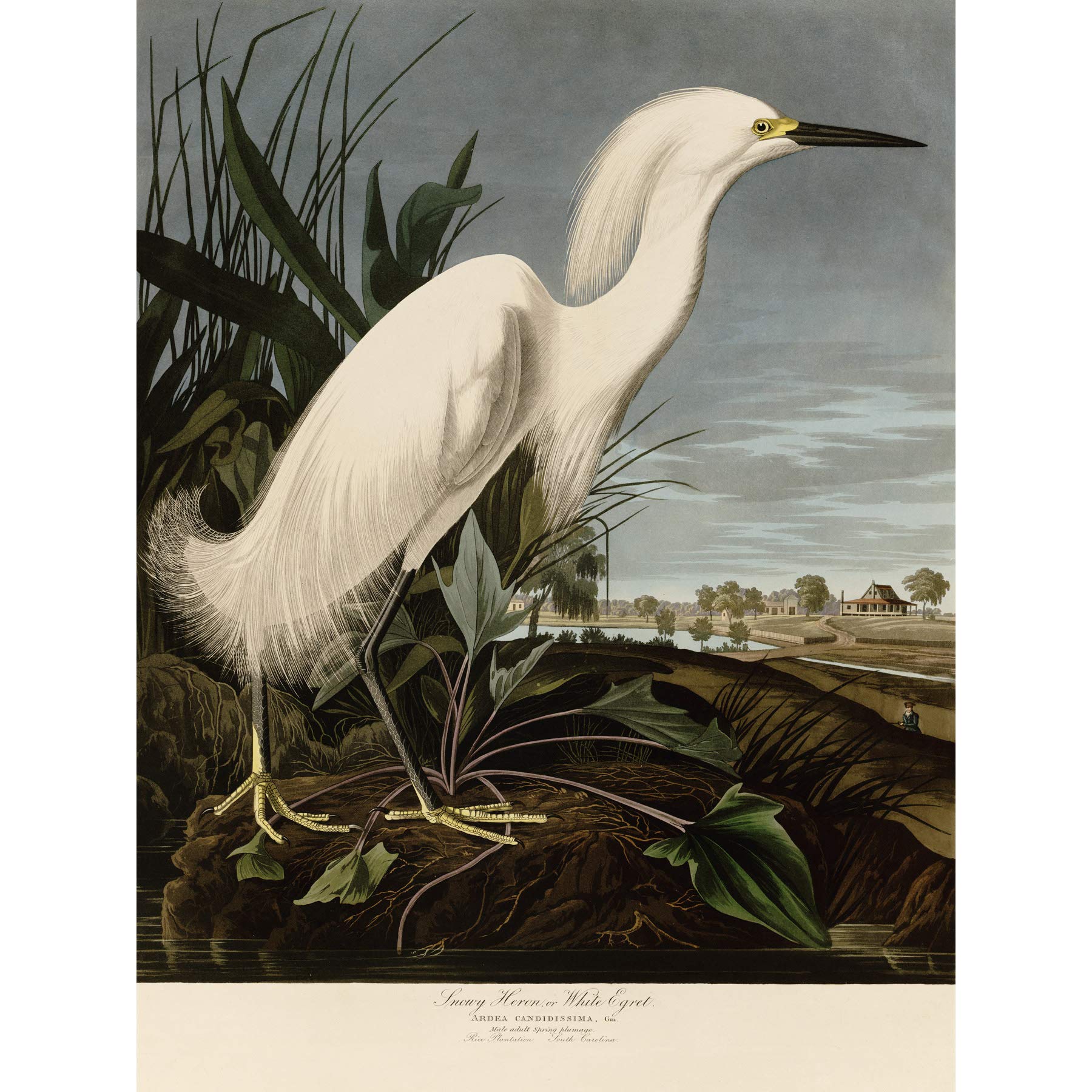 Artery8 Audubon Birds Snowy Heron Painting Premium Wall Art Canvas Print 18X24 Inch