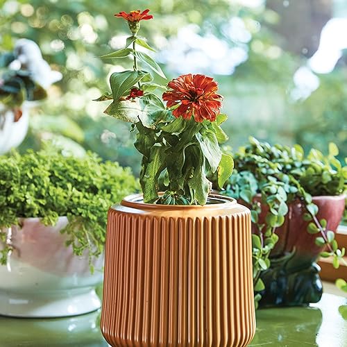 Miniatura 3 de Modern Sprout Kit de cultivo de flores de cerámica, jardín interior, conjunto de inicio de semillas, hidropónico (Zinnia Dahlia)