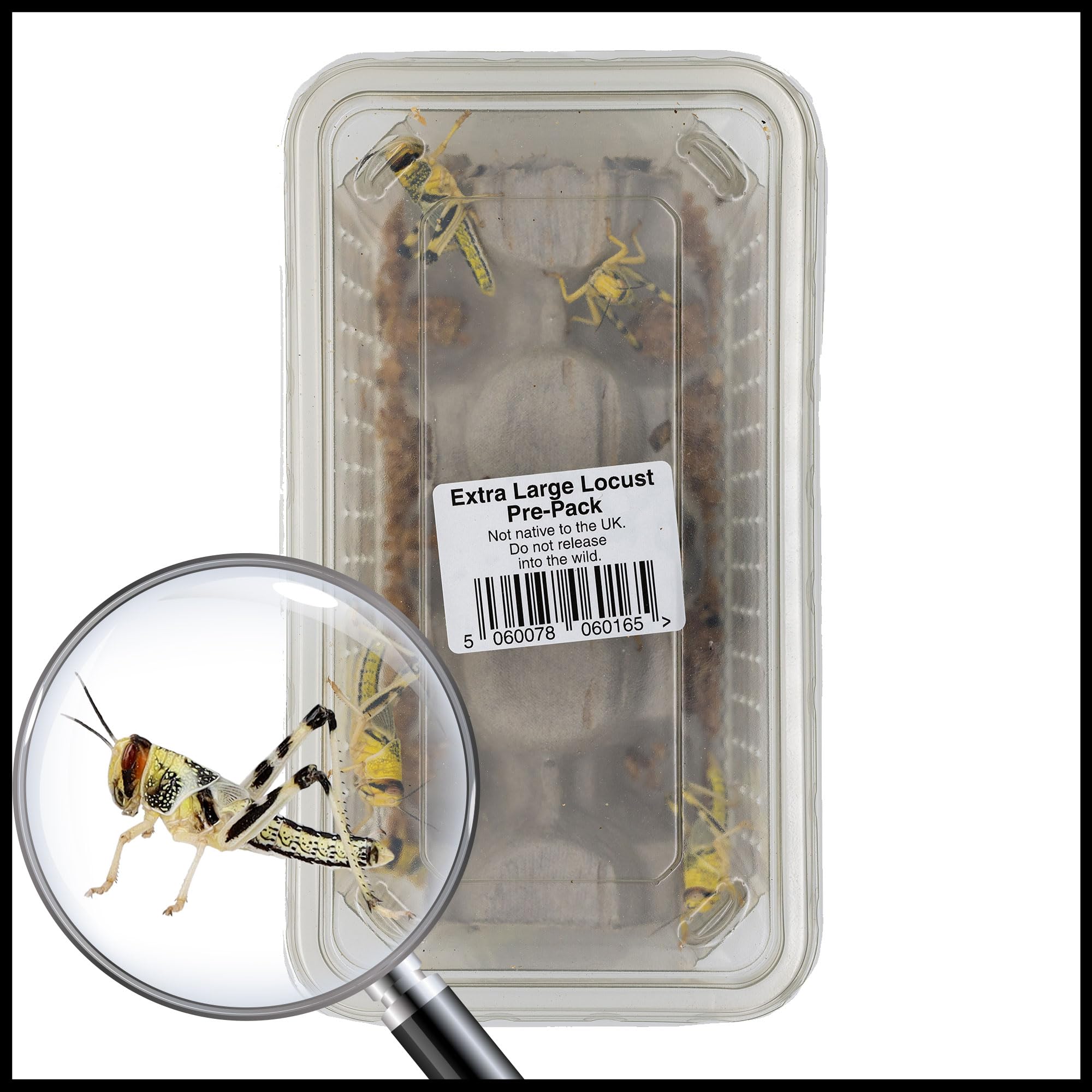 Livefoods4u XL Extra Large Locust Live Food (35-50mm) Tub of 8 - Perfect for Reptiles - Sustainably bred