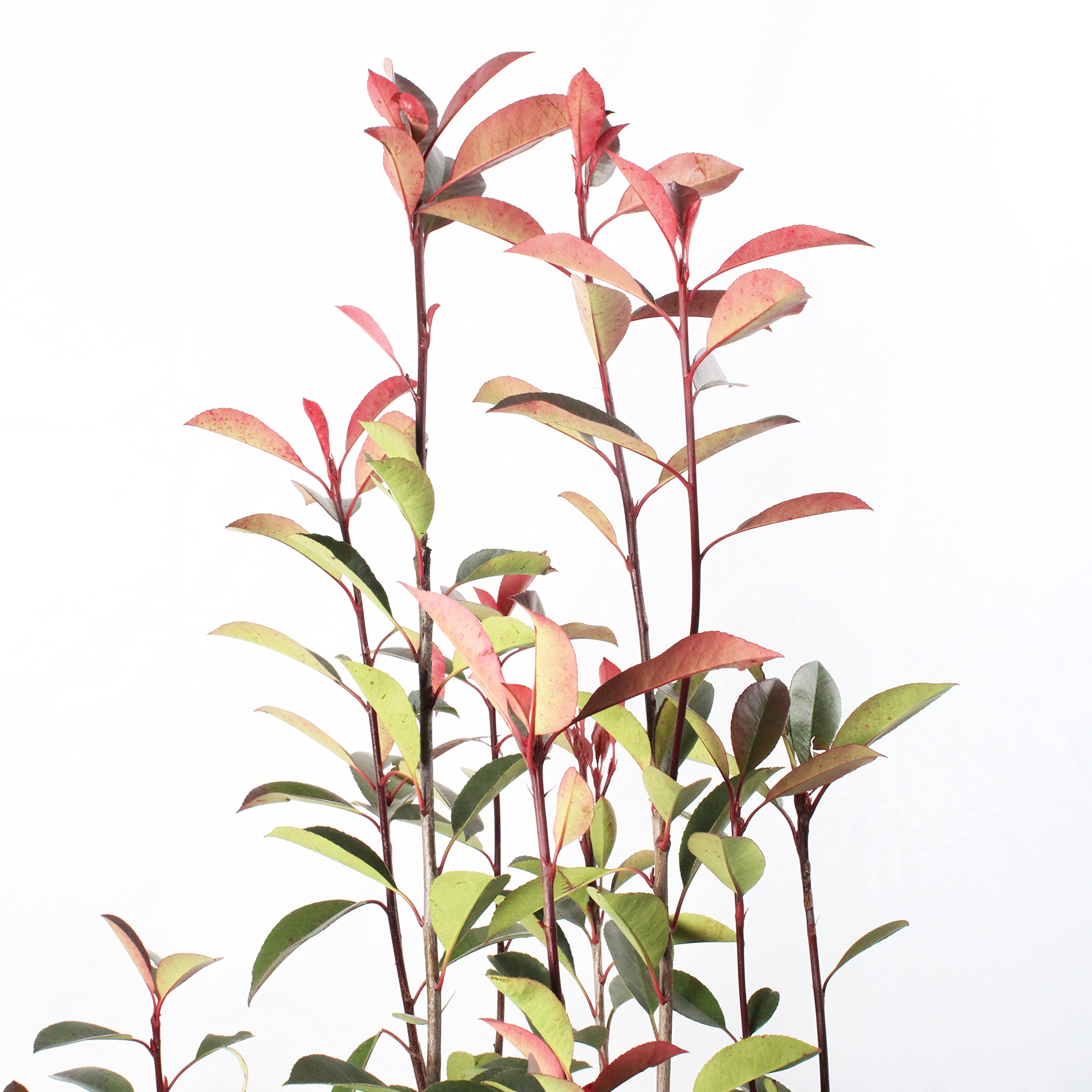 KENTIS - Photinia × Fraseri Red Robin - Wiecznie zielone rośliny żywopłotowe - Prawdziwe Rośliny ogrodowe - wys. 150-175 cm Doniczka do uprawy Ø 30 cm