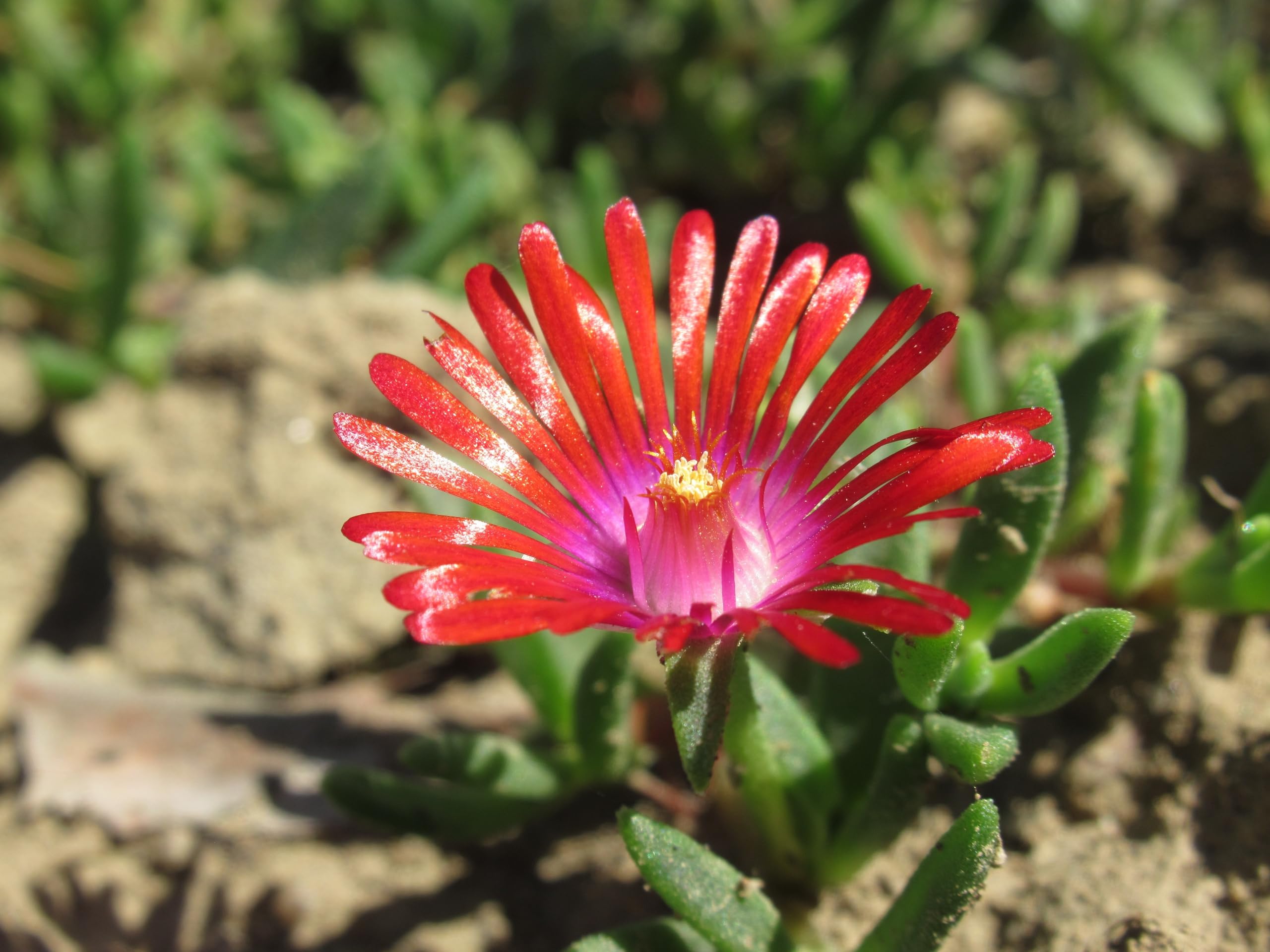 Stauden Gänge 10 x Delosperma cultorum 'Jewel of Desert Sunstone'