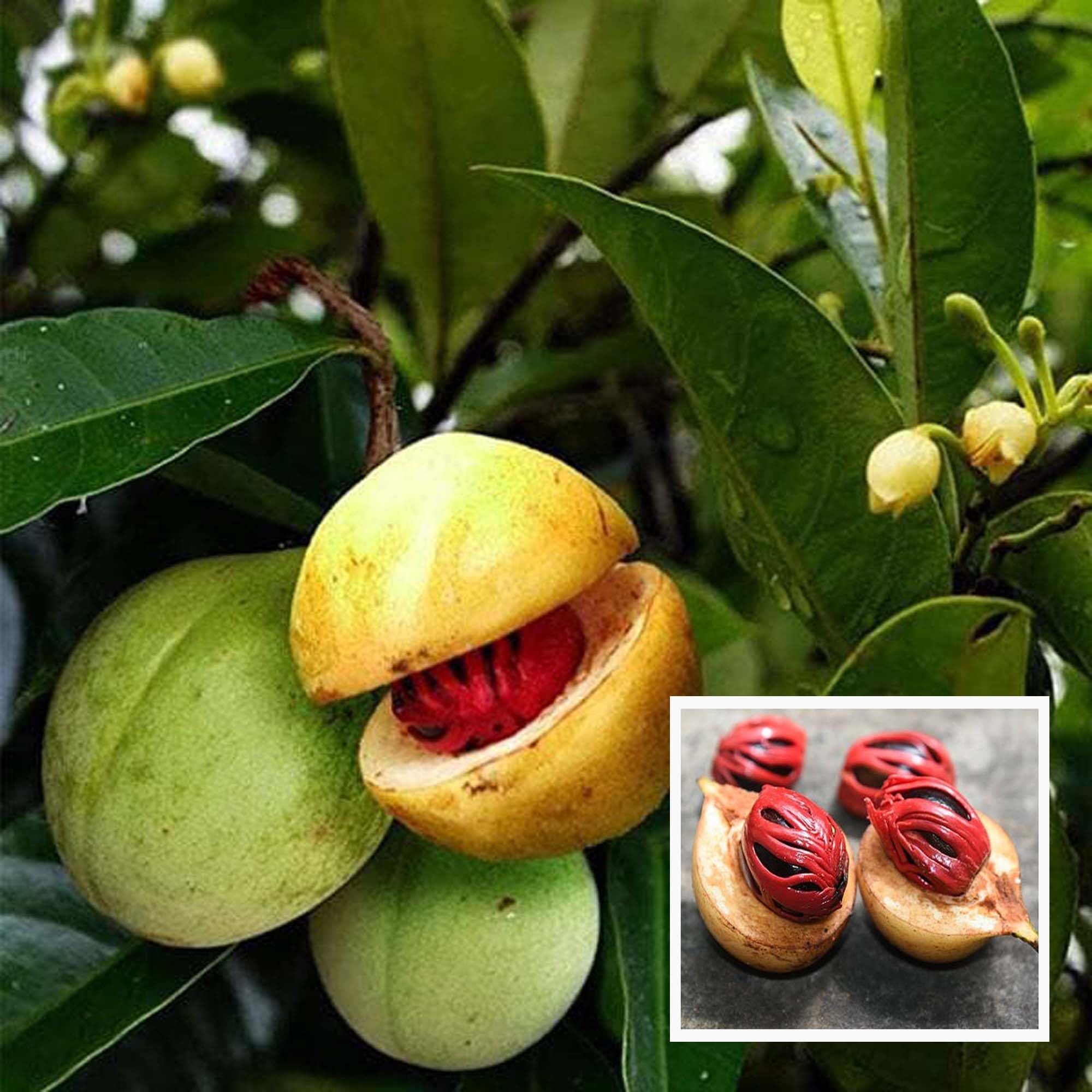 HAPING Nutmeg Jaifal Myristica Javitri Jaiphal Spice Live Plant (1.5-3 Feet Height) (B0D5VSV34L) Amazon Price History, Amazon Price Tracker