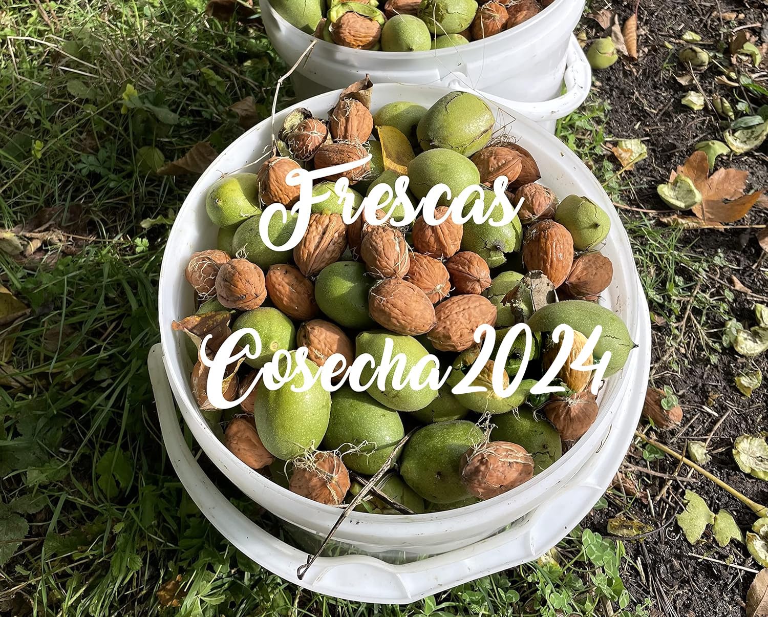 Nueces de España Naturales con cascara Frescas, cosecha del 2024 LIMITADA, bolsa de 3 kg.