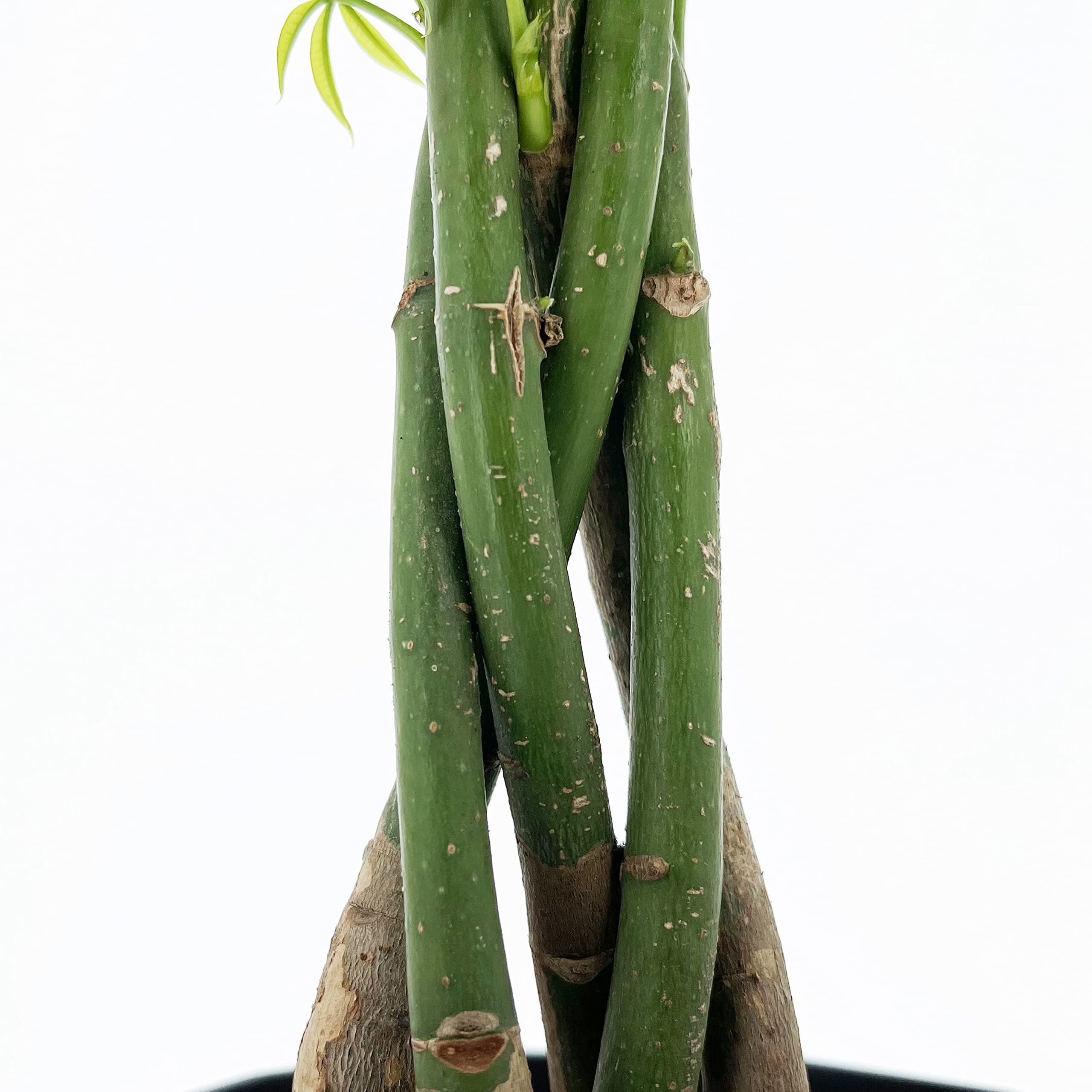 KENTIS - Pachira Acquatica - Pianta da Interno Portafortuna - Piante Vere da Appartamento - H 35-45 cm Vaso Ø 12 cm