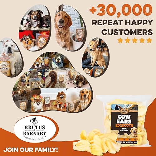 Miniatura 9 de BRUTUS & BARNABY Orejas de vaca para perros, orejas enteras de 12 unidades, corte grueso, carne Angus alimentada con pasto, alternativa totalmente