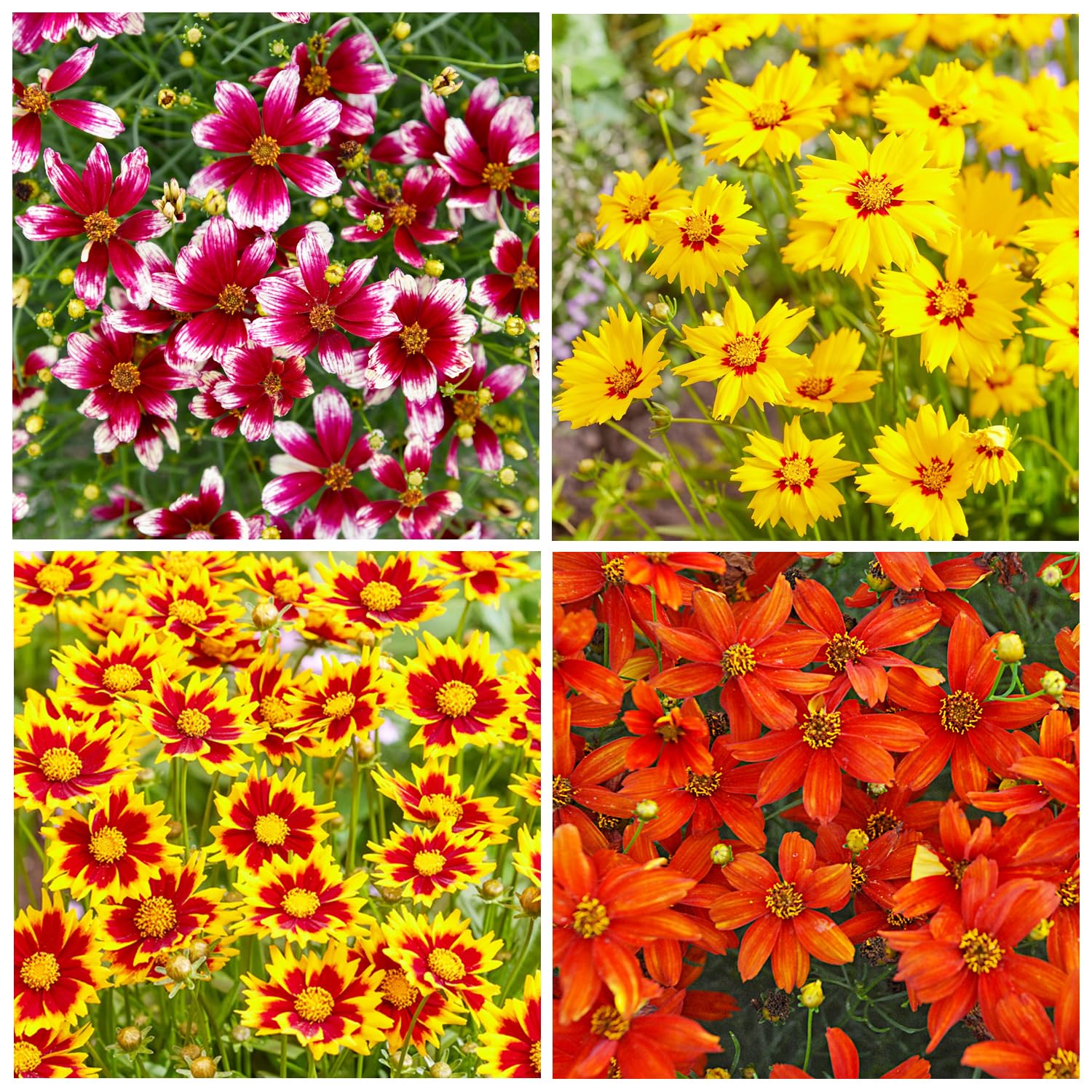 2000+Dwarf Coreopsis Wild Flower Seeds for Planting Outdoor-Perennial Coreopsis Plants Bloom Garden Home Non-GMO Heirloom