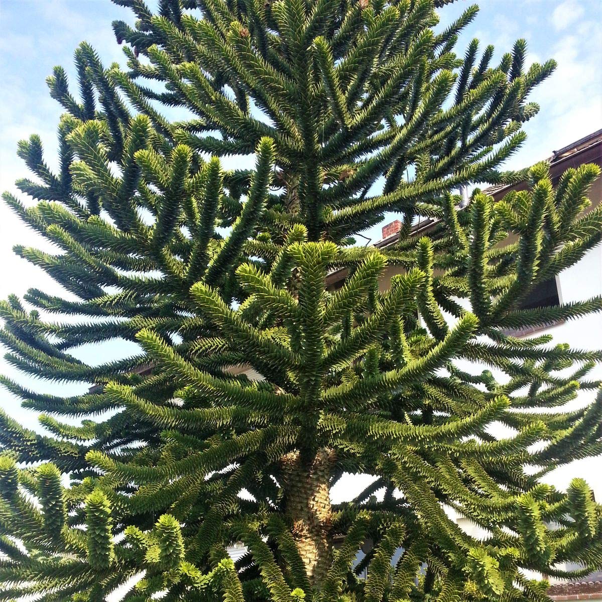 Müllers Grüner Garten Shop Chilenische Schmucktanne Andentanne Affenbaum Araucaria araucana 20-30 cm im Topf
