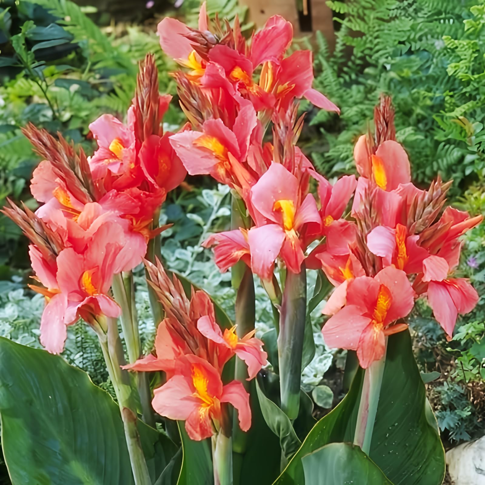 City of Portland Tall Canna