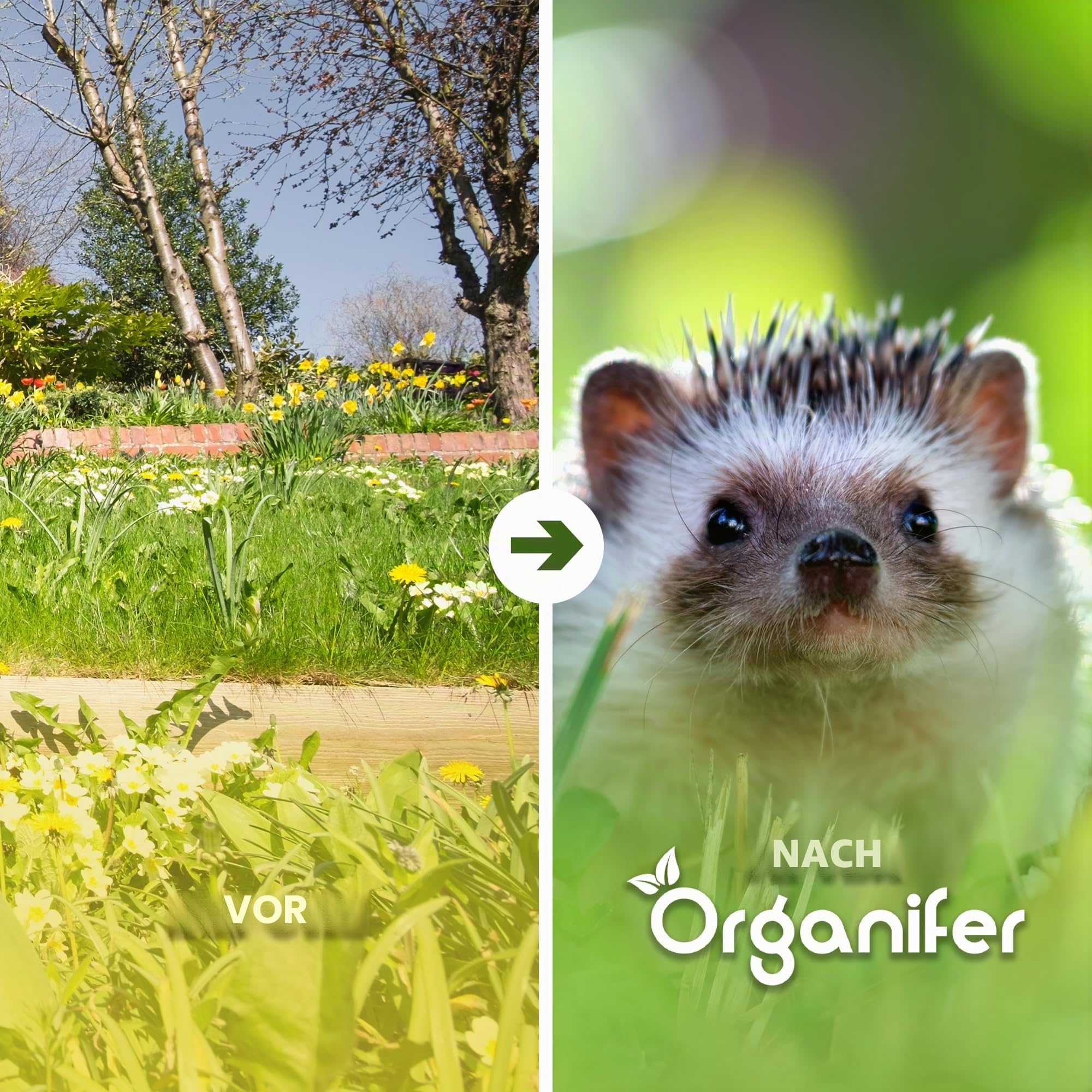 Igelfutter - Natürliche Stücke - 10kg | Speziell Für Igel - Hoher Proteingehalt - Reich An Fetten - Perfektes Kalzium-Phosphor-Gleichgewicht - Organifer