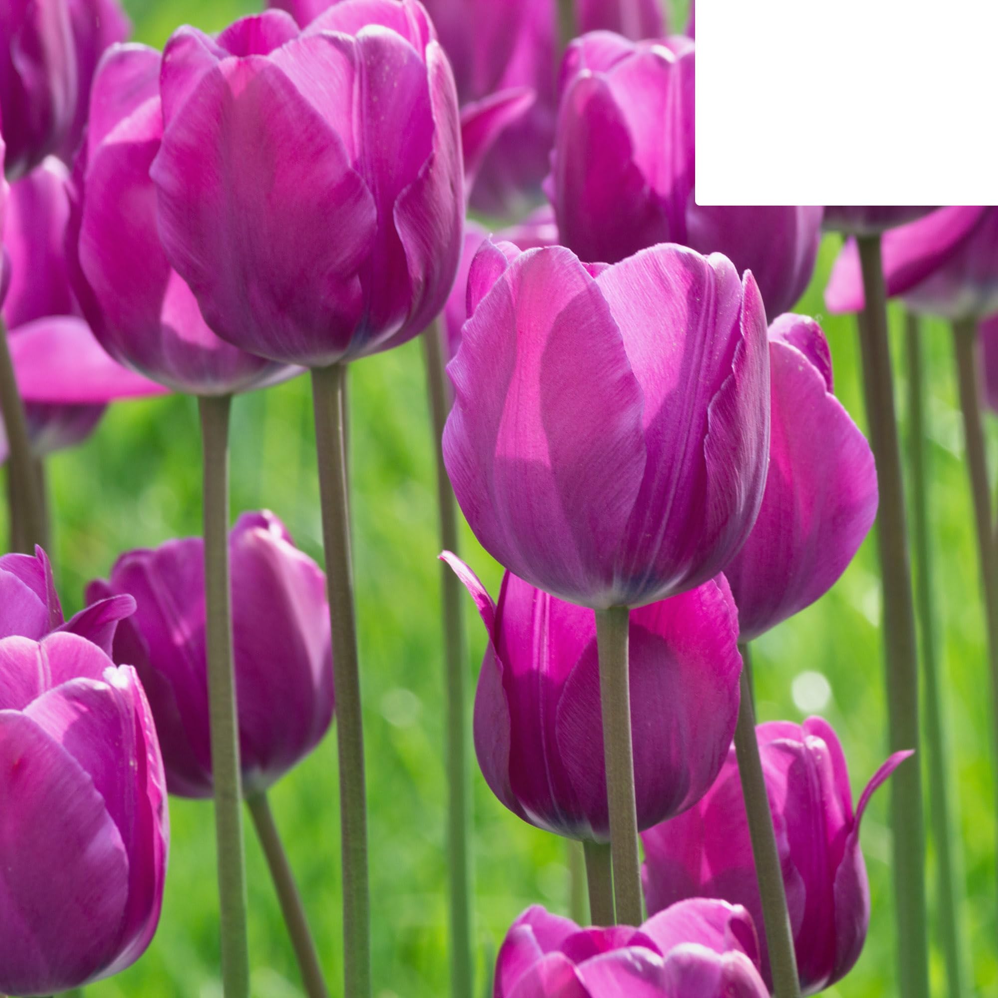 Bulbos de tulipán 'Purple Prince' | 20 Piezas | Tulipán violeta púrpura - 30-50cm - Ø5cm - bulbo de flor - Planta de jardín