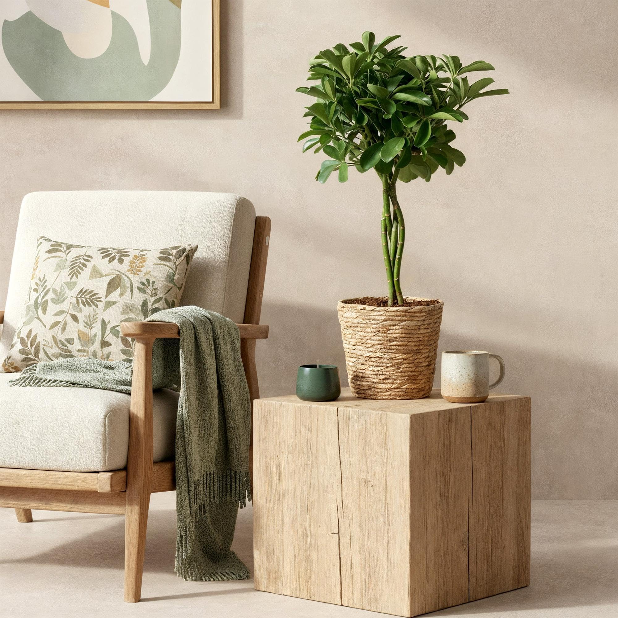 Schefflera Nora – 70-80 cm – 21 cm, z koszem, łatwa w pielęgnacji, błyszcząca zielona roślina do salonu, biura i sypialni, oczyszczająca powietrze i dekoracyjna
