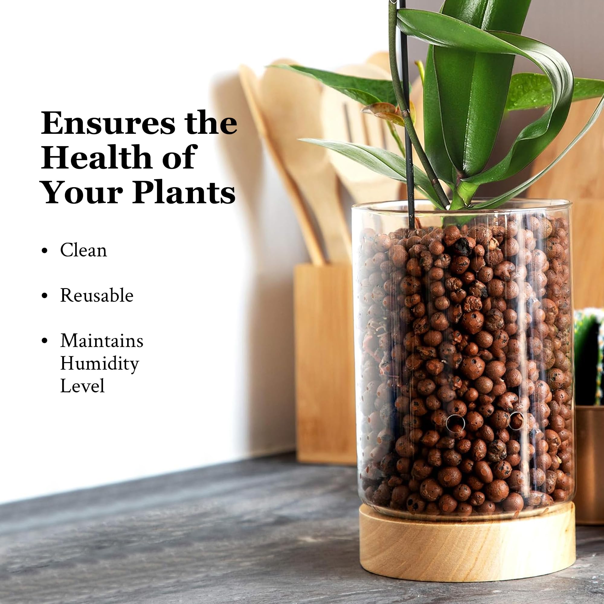 Pot & Pebble - Maceta de vidrio C1 con base de madera - Maceta de vidrio para interiores con agujeros de control de nivel de agua - Cultiva plantas en guijarros de arcilla LECA/medios similares