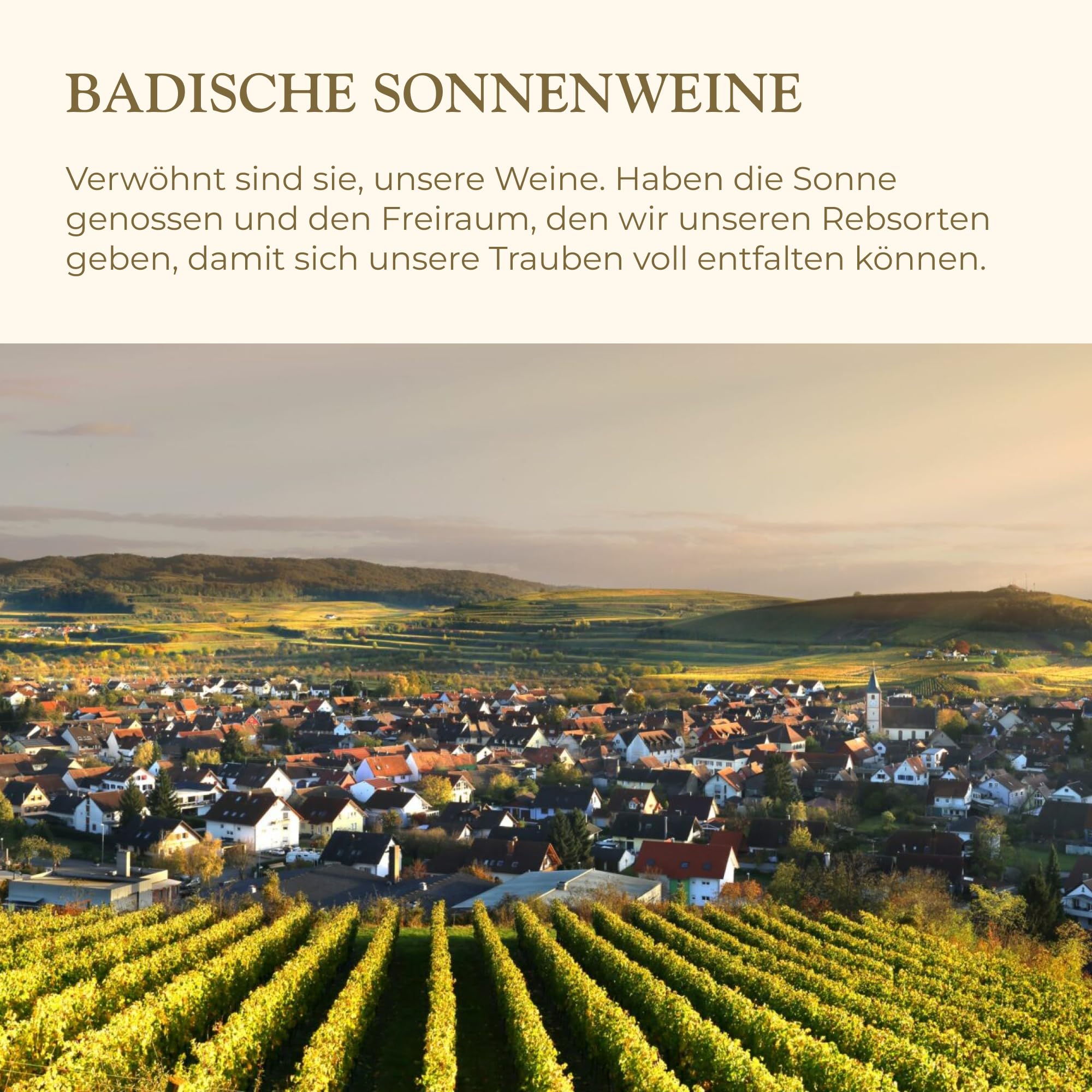 Sasbacher Weißburgunder, Weißwein halbtrocken, vom Kaiserstuhl 6x1,0l | Zitrusaromatik von Grapefruit bis Weinbergpfirsich, lebendig frisch, fruchtig würziger Abgang, dezente Restsüße, Literwein